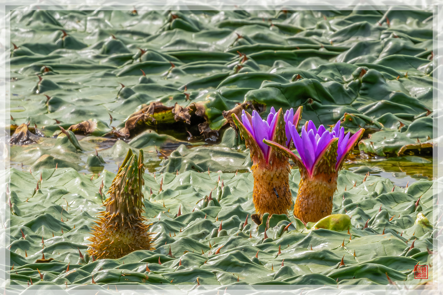 PHOTO BY  | NIKON Z 9 | 2024:08:19 10:13:41 | ISO-1250 | 1/320 sec | f 29 | 840 mm | EV=0 | ● WIDTH:1500 pixels  HEIGHT:999 pixels