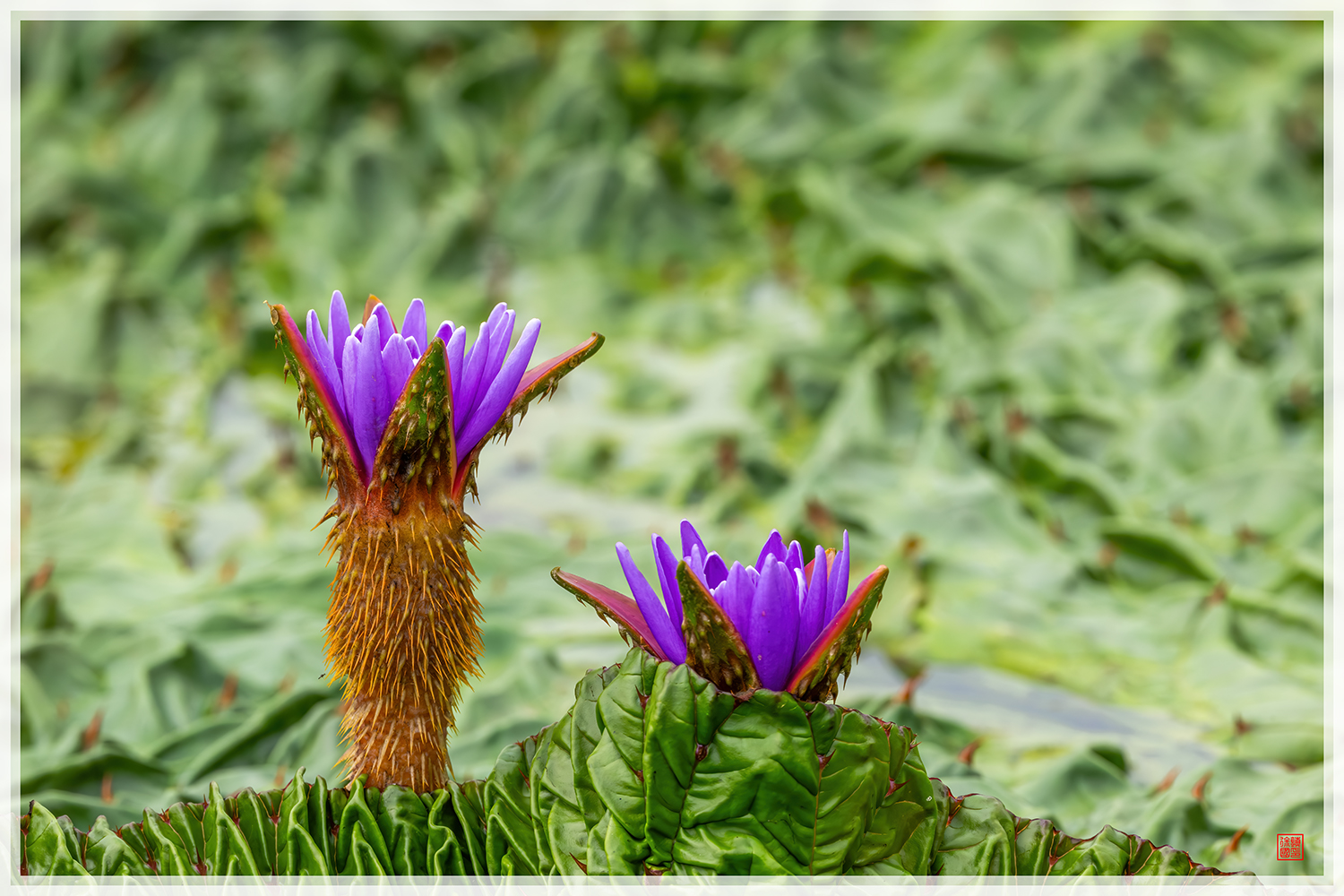 PHOTO BY  | NIKON Z 9 | 2024:08:19 10:31:44 | ISO-1250 | 1/800 sec | f 14 | 600 mm | EV=0 | ● WIDTH:1500 pixels  HEIGHT:1000 pixels