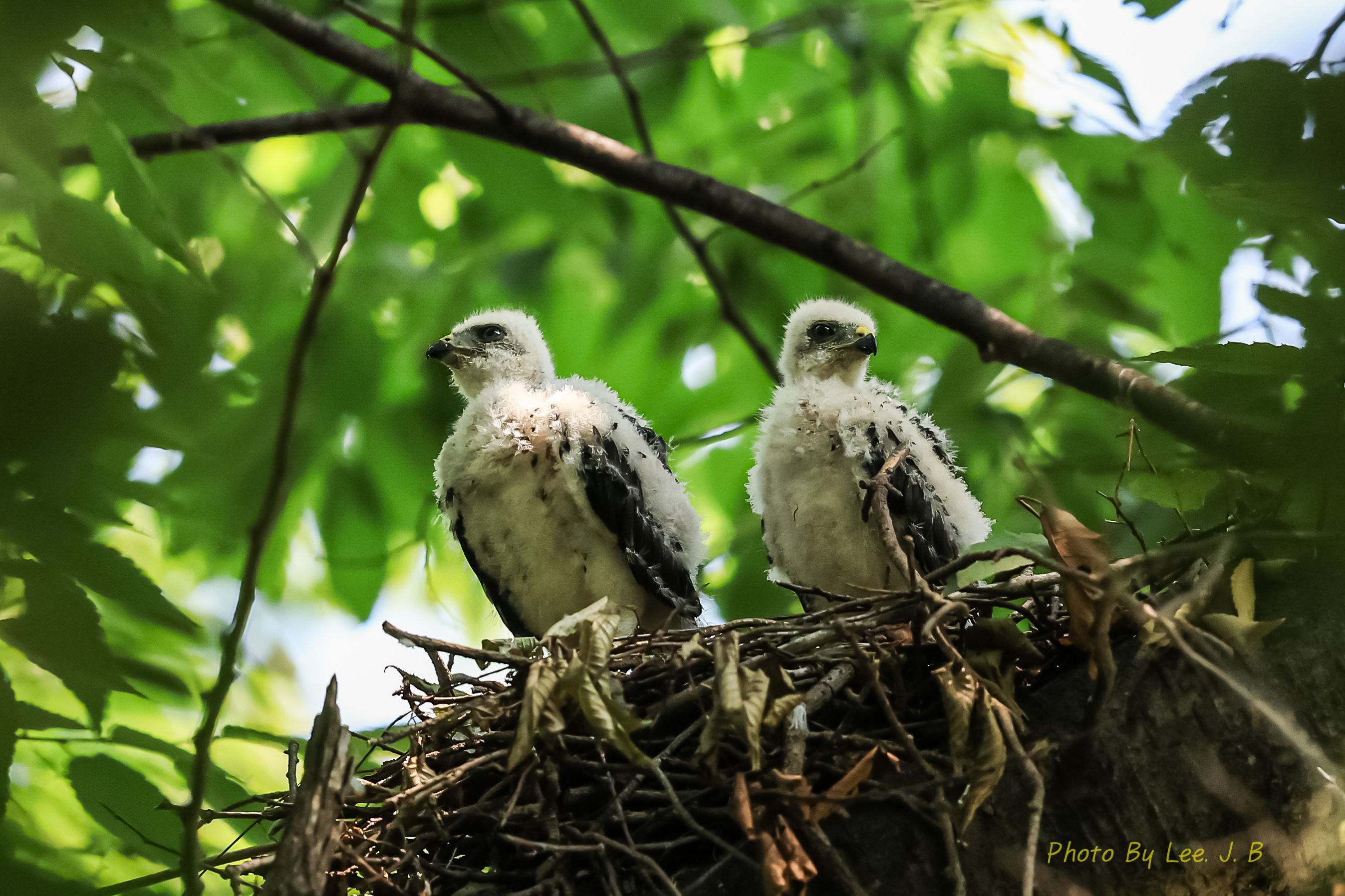 PHOTO BY  | Canon EOS R3 | 2024:08:03 13:20:32 | ISO-2500 | 1/2000 sec | f 4 | 600 mm | EV=0 | ● WIDTH:2695 pixels  HEIGHT:1796 pixels