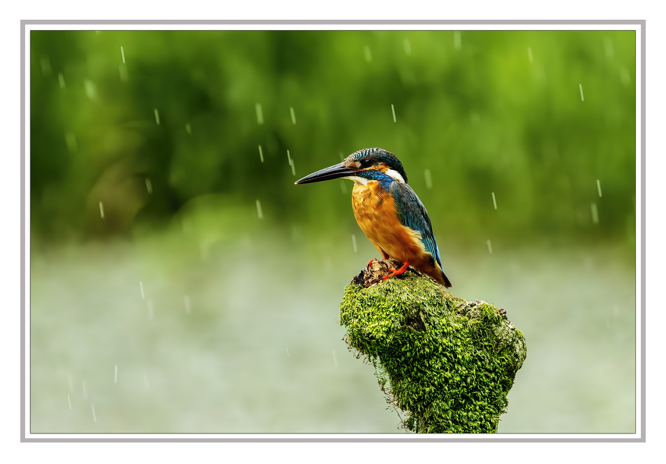 PHOTO BY  | Canon EOS R7 | 2024:07:20 11:39:47 | ISO-2500 | 1/500 sec | f 7.1 | 500 mm | EV=-0.3 | ● WIDTH:2200 pixels  HEIGHT:1534 pixels