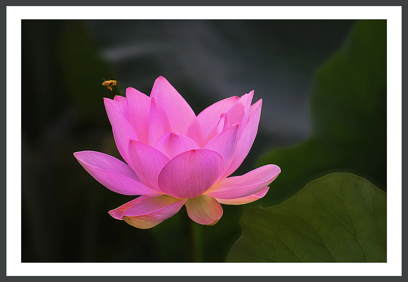 PHOTO BY  | NIKON D5500 | 2024:08:04 06:20:00 | ISO-250 | 1/125 sec | f 5.6 | 270 mm | EV=0 | ● WIDTH:1400 pixels  HEIGHT:969 pixels