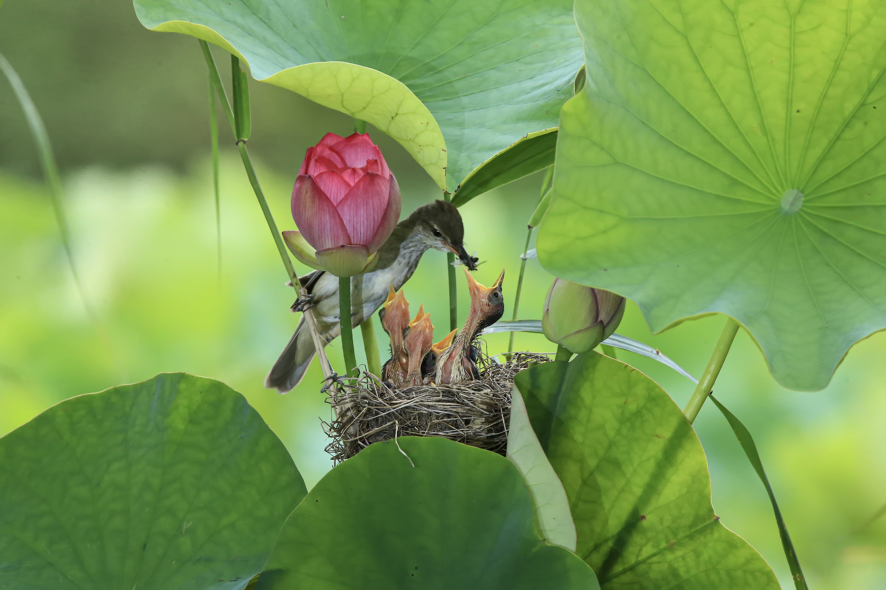 PHOTO BY ChoiJunqSeop | Canon EOS-1D X Mark II | 2024:08:14 07:24:40 | ISO-800 | 1/30 sec | f 6.3 | 300 mm | EV=0 | ● WIDTH:1800 pixels  HEIGHT:1200 pixels