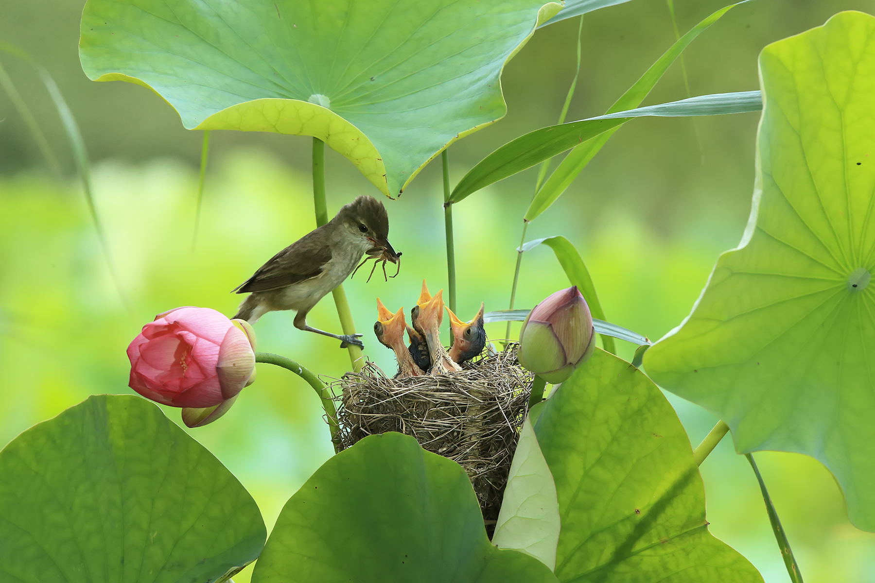 PHOTO BY ChoiJunqSeop | Canon EOS-1D X Mark II | 2024:08:14 07:24:40 | ISO-800 | 1/30 sec | f 6.3 | 300 mm | EV=0 | ● WIDTH:1800 pixels  HEIGHT:1200 pixels