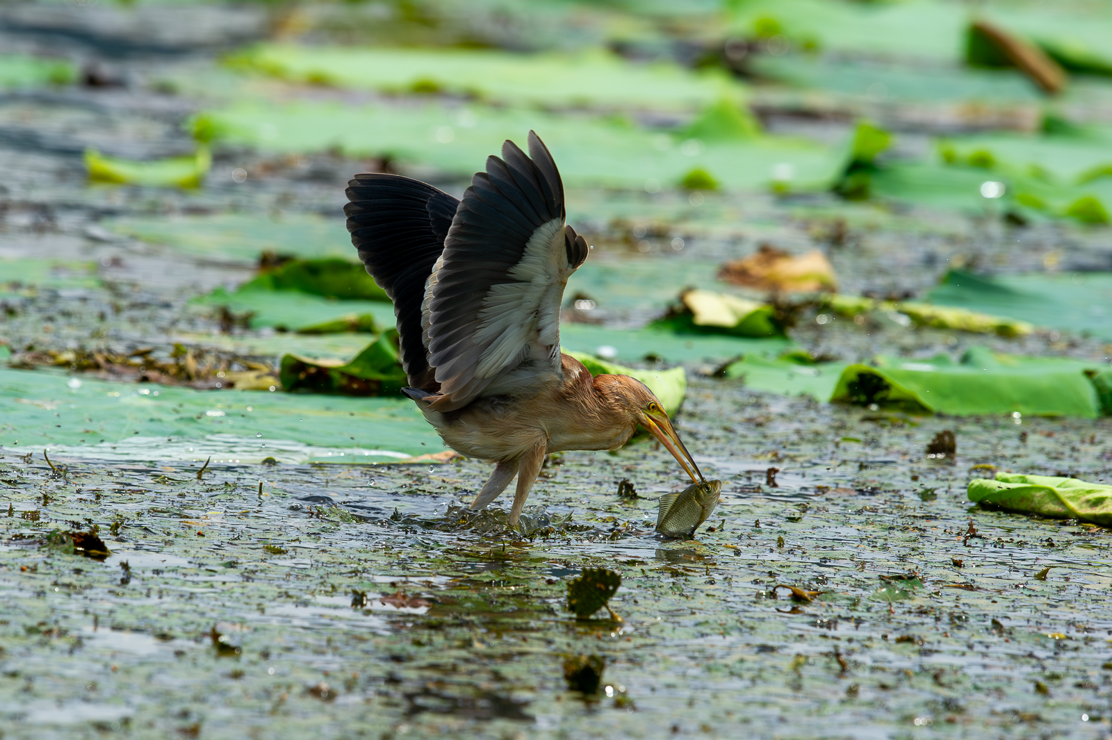 PHOTO BY  | NIKON D3S | 2011:07:17 12:06:40 | ISO-800 | 1/3200 sec | f 6.3 | 600 mm | EV=0 | ● WIDTH:  HEIGHT: