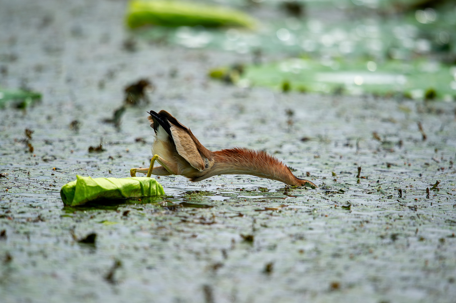 PHOTO BY  | NIKON D3S | 2011:07:27 11:24:12 | ISO-500 | 1/5000 sec | f 4 | 600 mm | EV=0 | ● WIDTH:  HEIGHT: