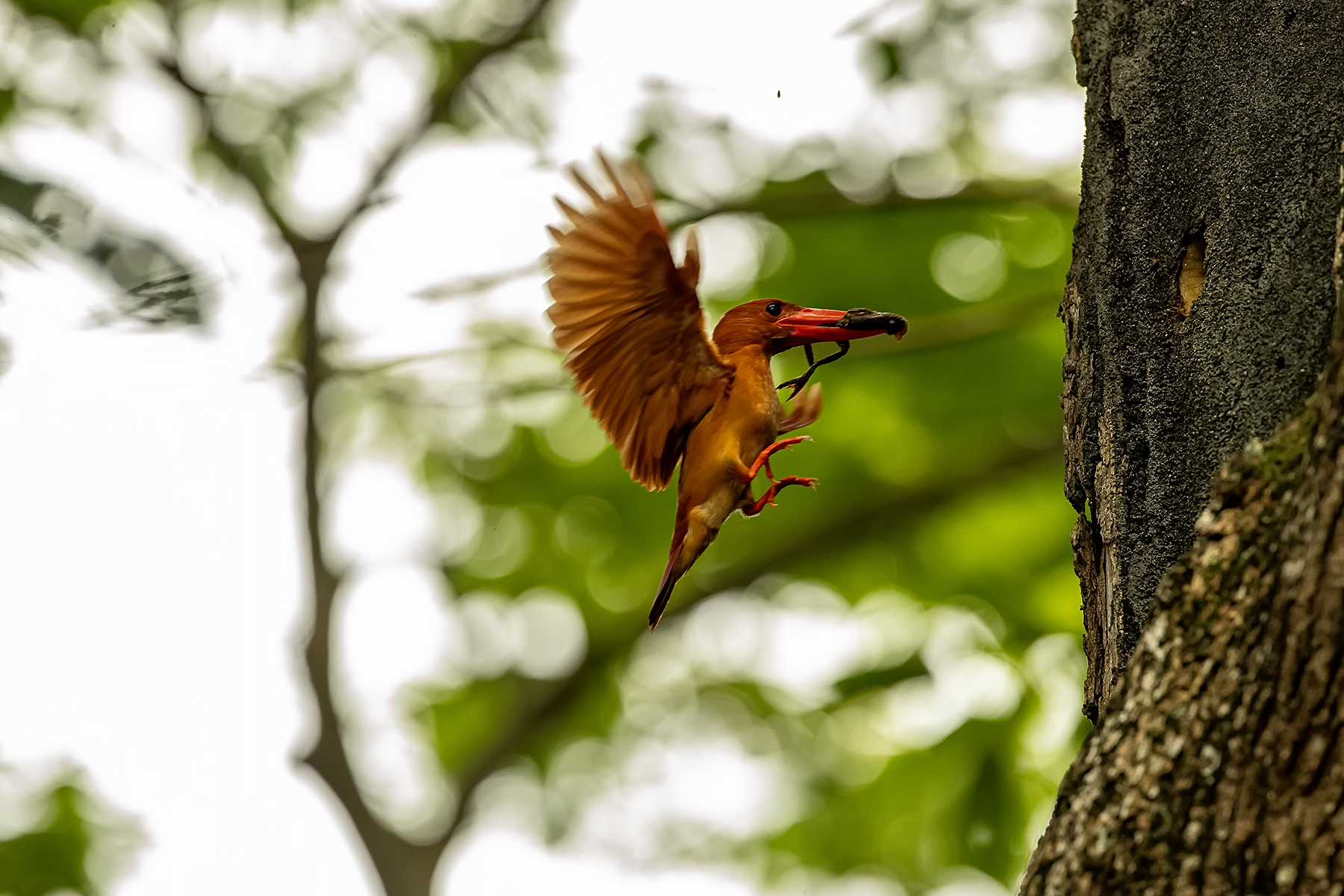 PHOTO BY ChoiJunqSeop | Canon EOS-1D X Mark II | 2024:08:14 07:24:24 | ISO-800 | 1/400 sec | f 6.3 | 300 mm | EV=0 | ● WIDTH:1800 pixels  HEIGHT:1200 pixels