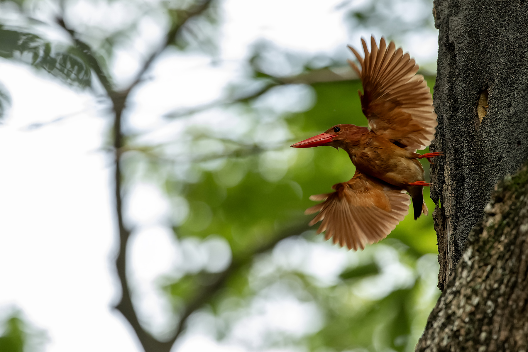 PHOTO BY ChoiJunqSeop | Canon EOS-1D X Mark II | 2024:08:14 07:24:29 | ISO-800 | 1/6400 sec | f 6.3 | 300 mm | EV=0 | ● WIDTH:1800 pixels  HEIGHT:1200 pixels