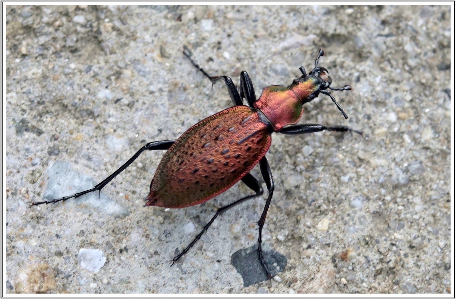 PHOTO BY  | NIKON Z 7_2 | 2024:08:22 08:49:42 | ISO-500 | 1/200 sec | f 8 | 60 mm | EV=0 | ● WIDTH:5408 pixels  HEIGHT:3600 pixels