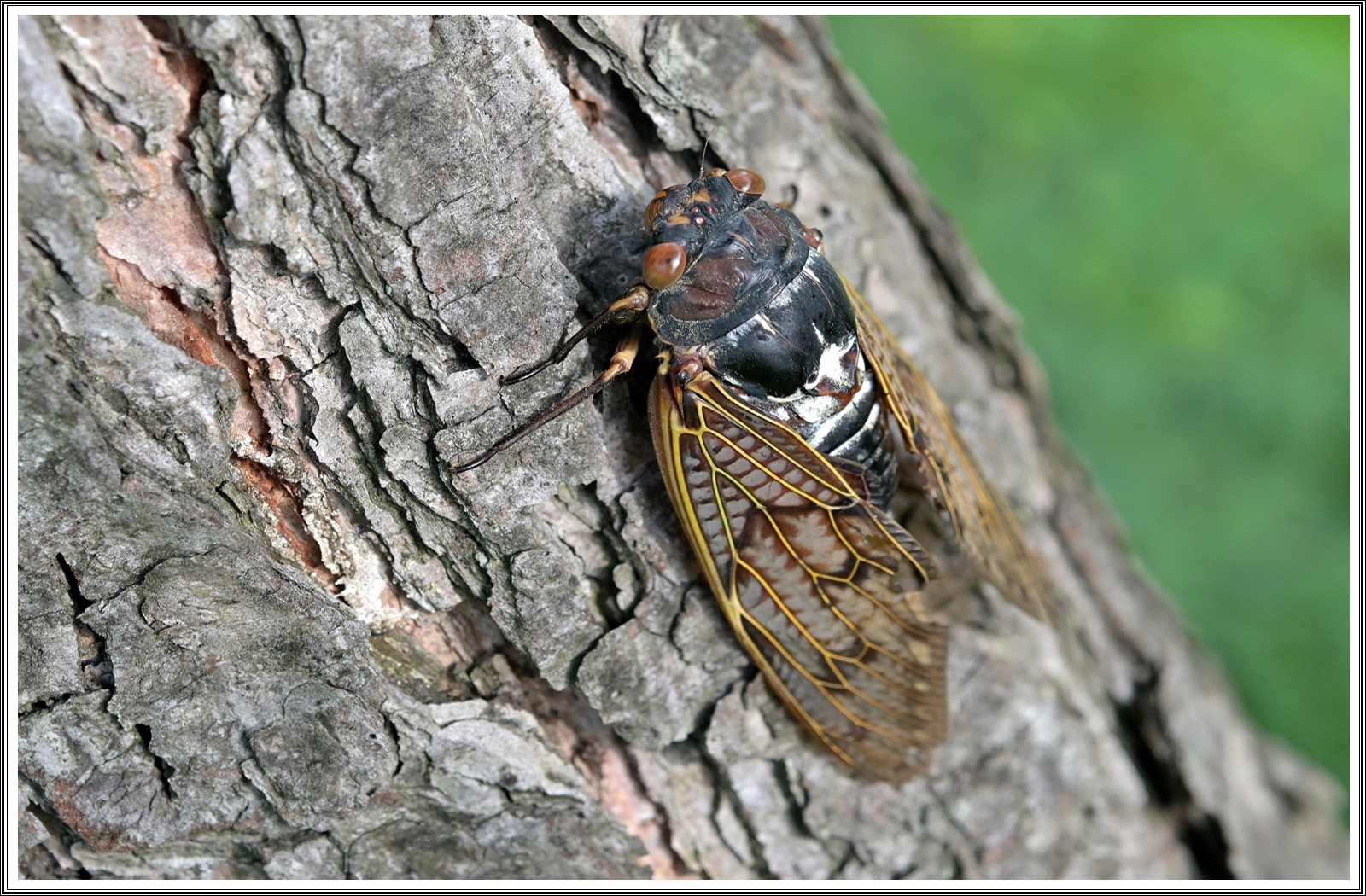 PHOTO BY  | NIKON Z 7_2 | 2024:08:22 08:35:33 | ISO-400 | 1/60 sec | f 8 | 60 mm | EV=0 | ● WIDTH:5408 pixels  HEIGHT:3600 pixels