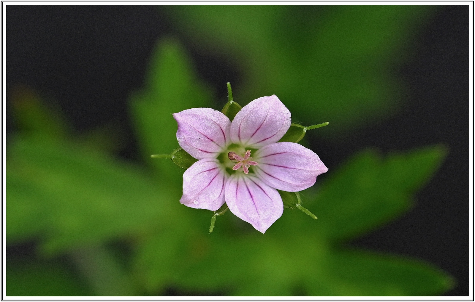 PHOTO BY  | NIKON Z 7_2 | 2024:08:22 07:49:00 | ISO-500 | 1/125 sec | f 5.6 | 60 mm | EV=0 | ● WIDTH:5408 pixels  HEIGHT:3600 pixels