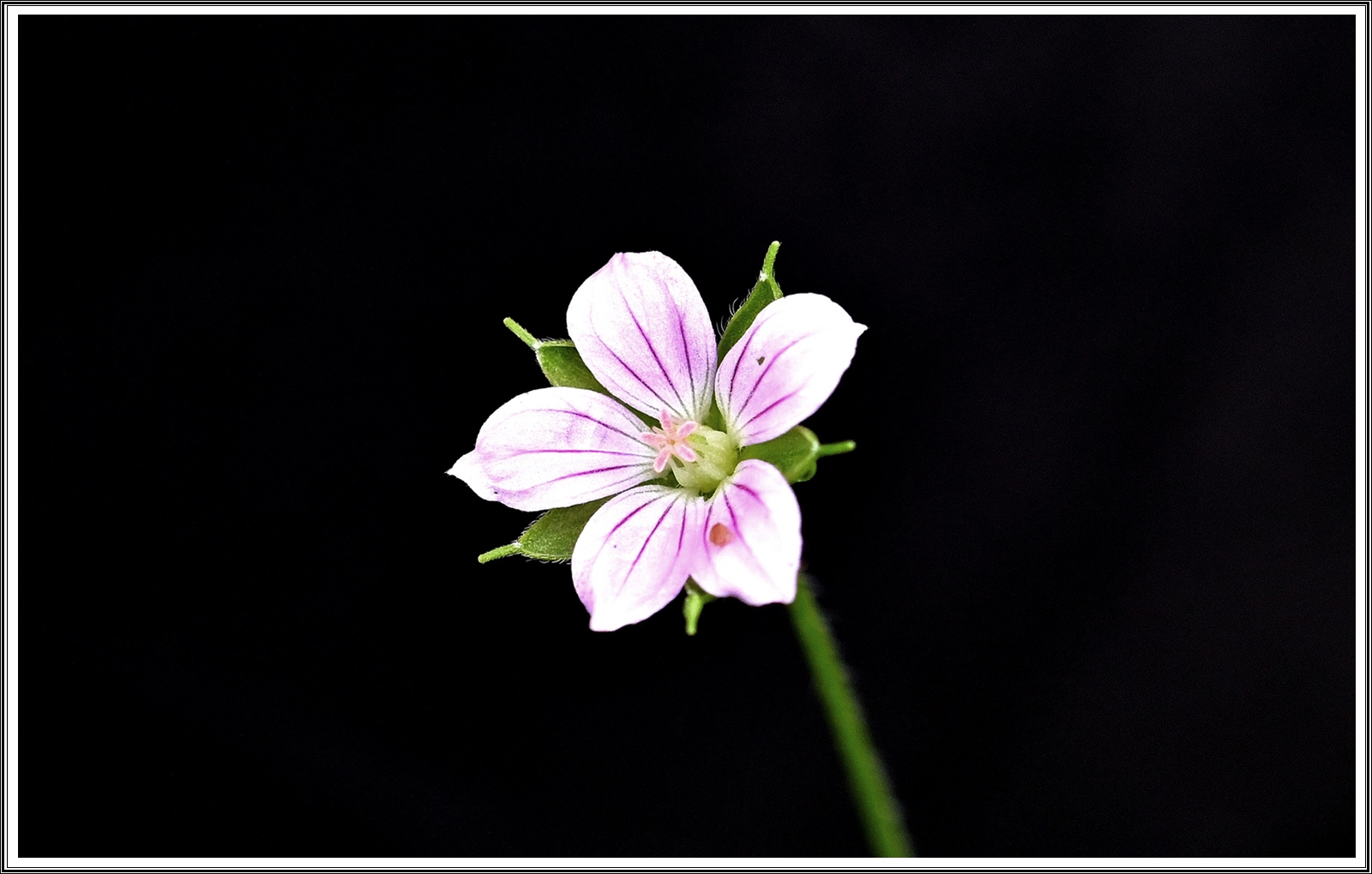 PHOTO BY  | NIKON Z 7_2 | 2024:08:22 07:53:48 | ISO-500 | 1/60 sec | f 5.6 | 60 mm | EV=0 | ● WIDTH:5408 pixels  HEIGHT:3600 pixels