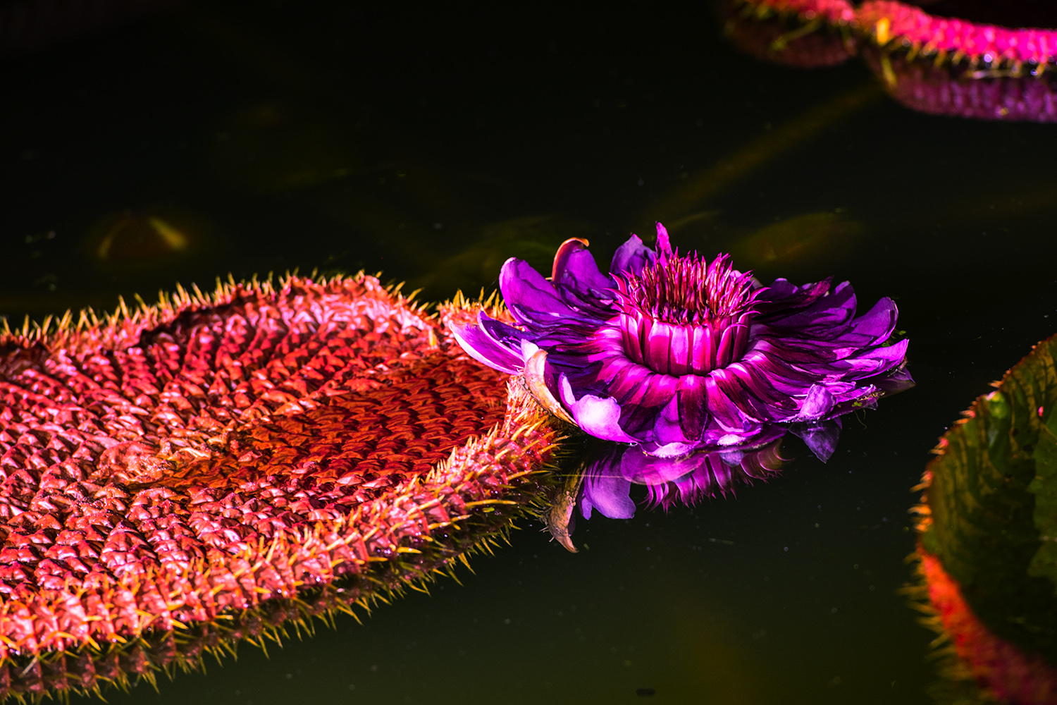 PHOTO BY  | NIKON D850 | 2024:08:19 22:23:05 | ISO-500 | 1/15 sec | f 5.6 | 200 mm | EV=0 | ● WIDTH:1500 pixels  HEIGHT:1000 pixels