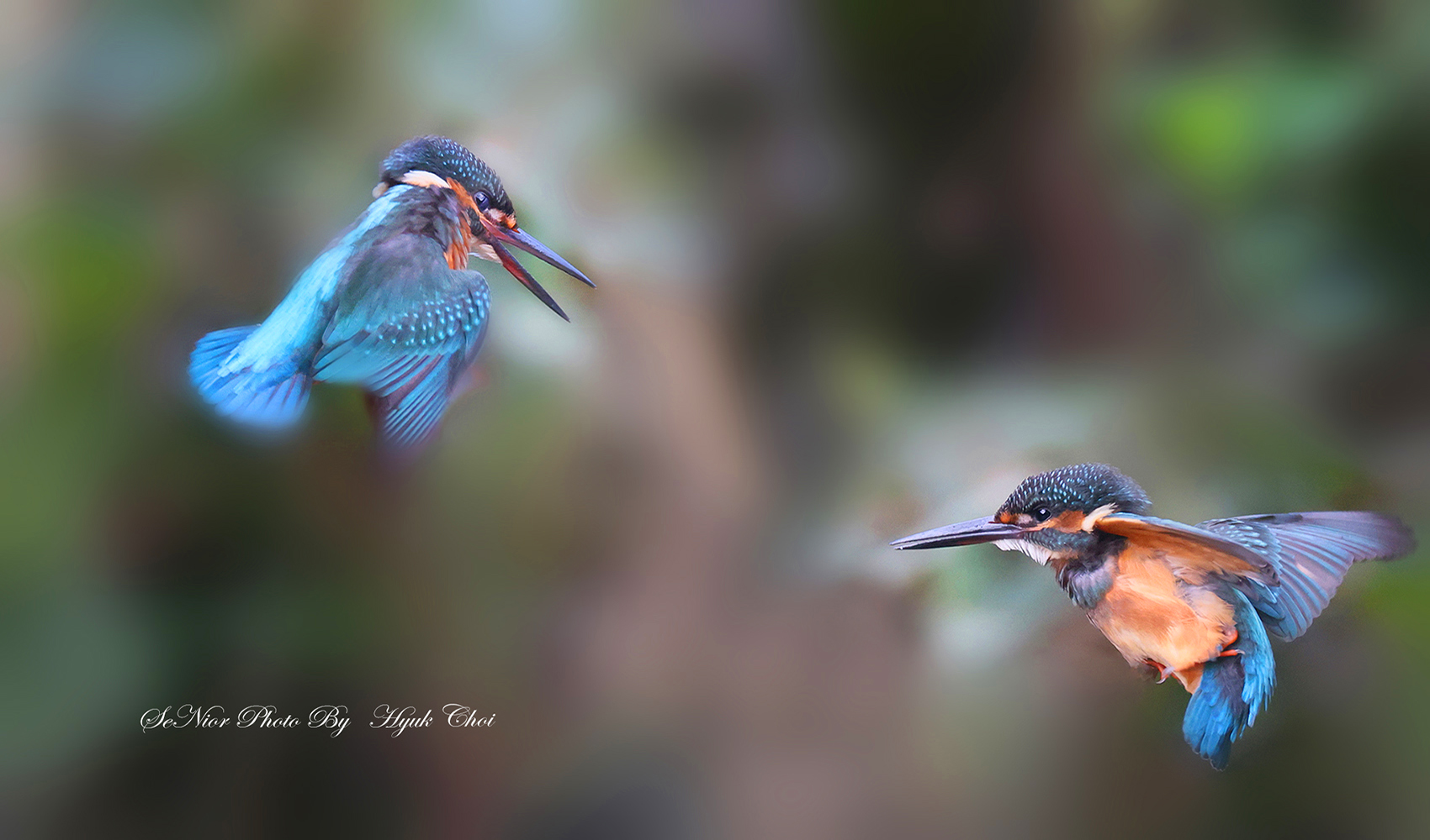 PHOTO BY  | Canon EOS R6 | 2024:08:23 13:48:29 | ISO-10000 | 1/1250 sec | f 6.3 | 552 mm | EV=0 | ● WIDTH:1700 pixels  HEIGHT:1000 pixels