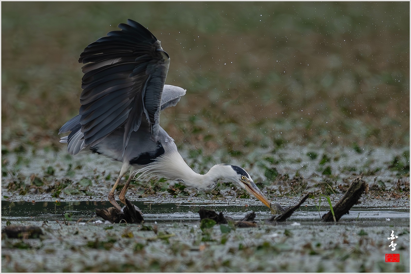 PHOTO BY  | NIKON Z 9 | 2024:06:29 10:33:50 | ISO-1000 | 1/8000 sec | f 5.6 | 840 mm | EV=-1 | ● WIDTH:0 pixels  HEIGHT:0 pixels