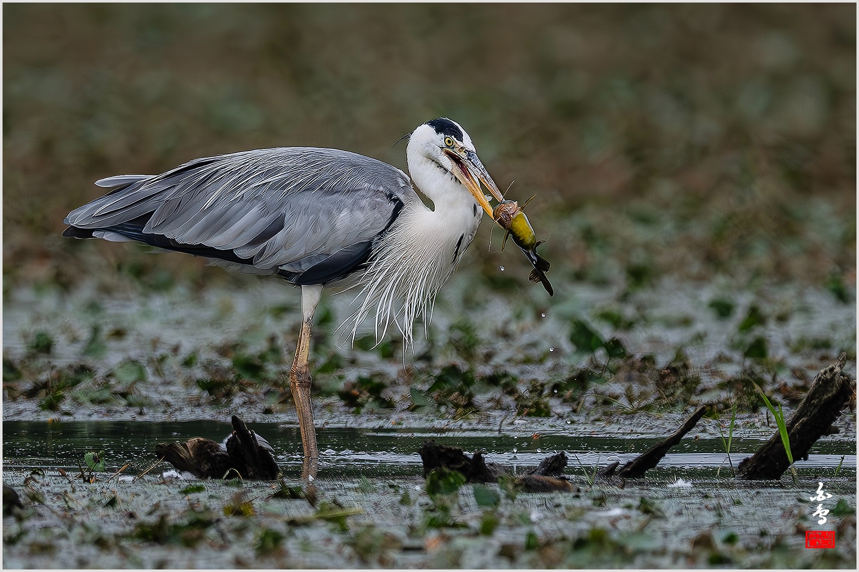 PHOTO BY  | NIKON Z 9 | 2024:06:29 10:32:41 | ISO-1000 | 1/8000 sec | f 5.6 | 840 mm | EV=-1 | ● WIDTH:0 pixels  HEIGHT:0 pixels