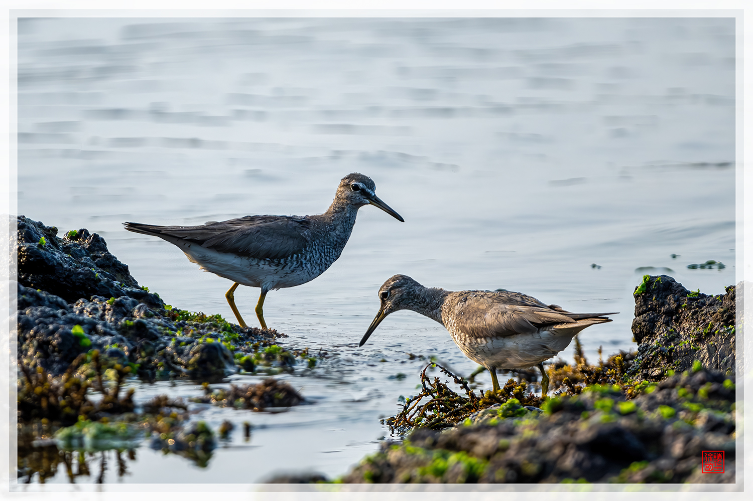 PHOTO BY  | NIKON Z 9 | 2024:08:25 17:06:03 | ISO-900 | 1/3200 sec | f 5.6 | 840 mm | EV=0.3 | ● WIDTH:1500 pixels  HEIGHT:999 pixels