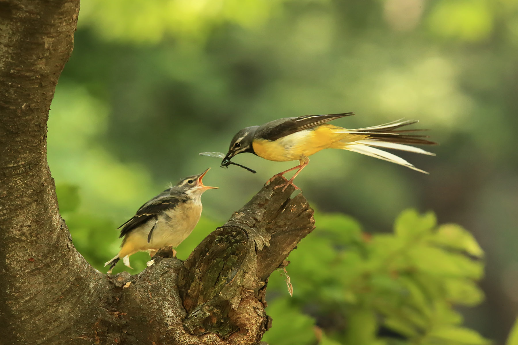 PHOTO BY ChoiJunqSeop | Canon EOS-1D X Mark II | 2024:08:14 07:24:03 | ISO-800 | 1/320 sec | f 6.3 | 300 mm | EV=0 | ● WIDTH:1800 pixels  HEIGHT:1200 pixels