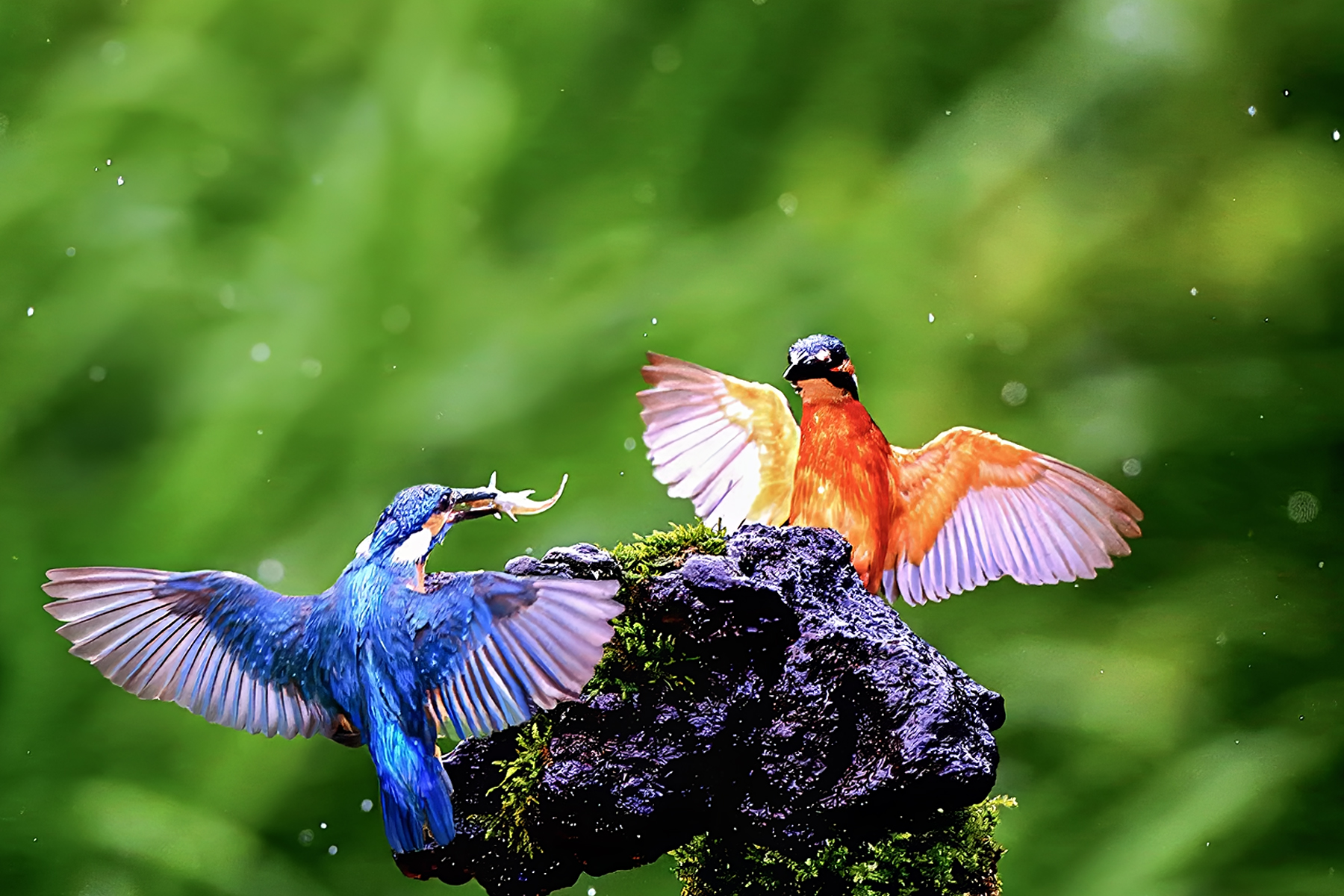 PHOTO BY ChoiJunqSeop | Canon EOS-1D X Mark II | 2024:08:14 07:25:20 | ISO-800 | 1/400 sec | f 6.3 | 300 mm | EV=0 | ● WIDTH:1800 pixels  HEIGHT:1200 pixels