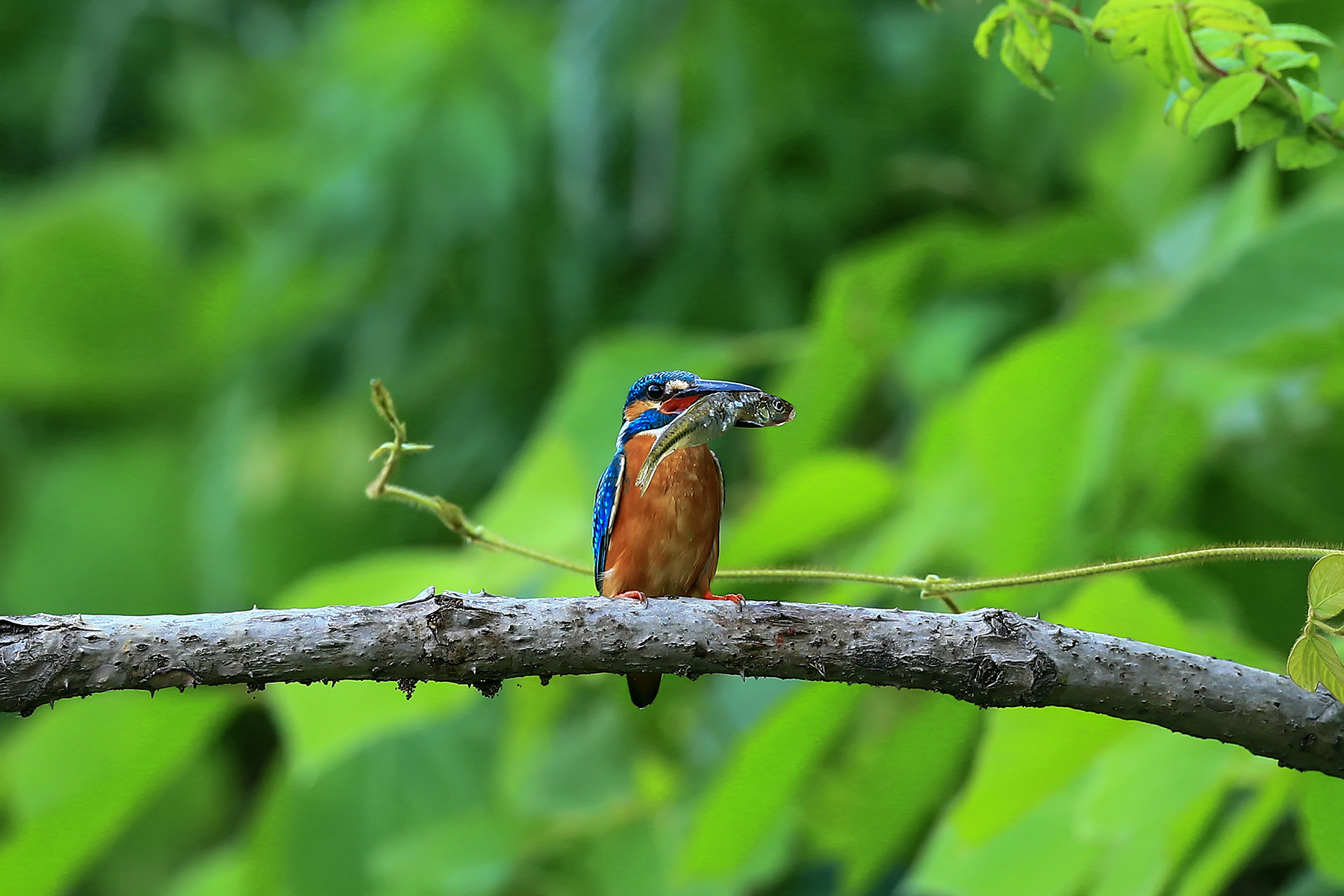 PHOTO BY ChoiJunqSeop | Canon EOS-1D X Mark II | 2024:08:14 07:25:21 | ISO-800 | 1/400 sec | f 6.3 | 300 mm | EV=0 | ● WIDTH:1800 pixels  HEIGHT:1200 pixels
