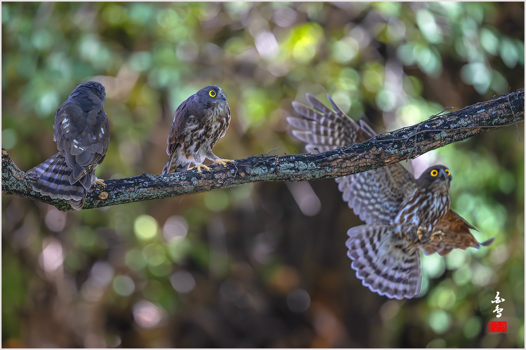 PHOTO BY  | NIKON Z 9 | 2024:08:12 12:35:44 | ISO-4000 | 1/2000 sec | f 4 | 600 mm | EV=-1 | ● WIDTH:0 pixels  HEIGHT:0 pixels