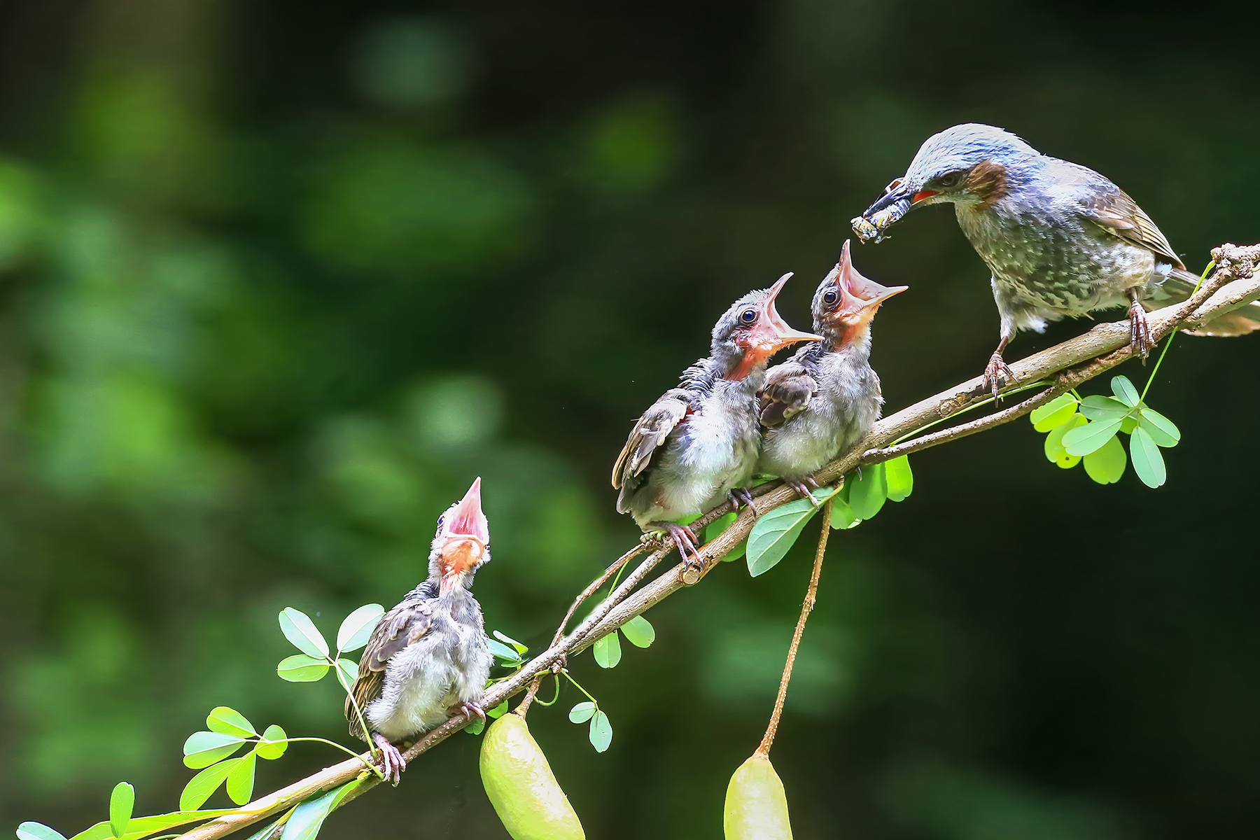 PHOTO BY ChoiJunqSeop | Canon EOS-1D X Mark II | 2024:08:14 07:25:21 | ISO-800 | 1/400 sec | f 6.3 | 300 mm | EV=0 | ● WIDTH:1800 pixels  HEIGHT:1200 pixels