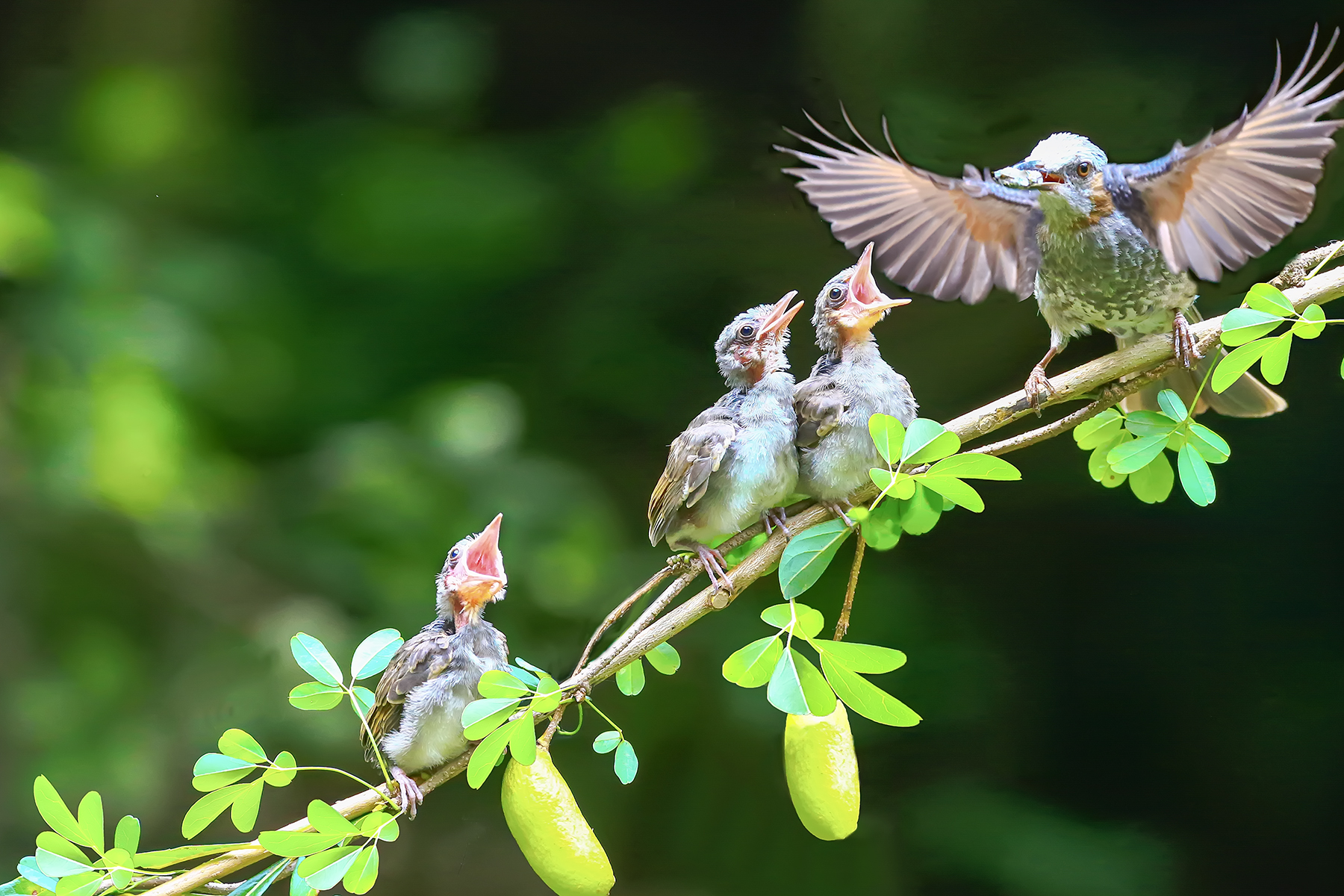PHOTO BY ChoiJunqSeop | Canon EOS-1D X Mark II | 2024:08:14 07:25:21 | ISO-800 | 1/400 sec | f 6.3 | 300 mm | EV=0 | ● WIDTH:1800 pixels  HEIGHT:1200 pixels