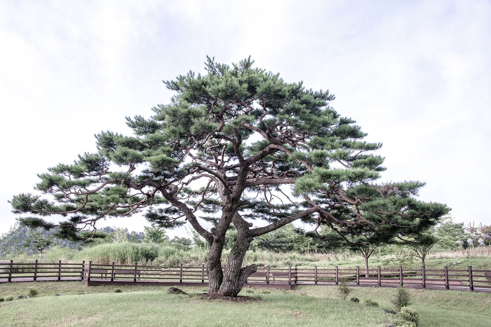 PHOTO BY  | NIKON D850 | 2024:07:28 07:04:50 | ISO-400 | 1/500 sec | f 11 | 28 mm | EV=0 | ● WIDTH:1700 pixels  HEIGHT:1133 pixels