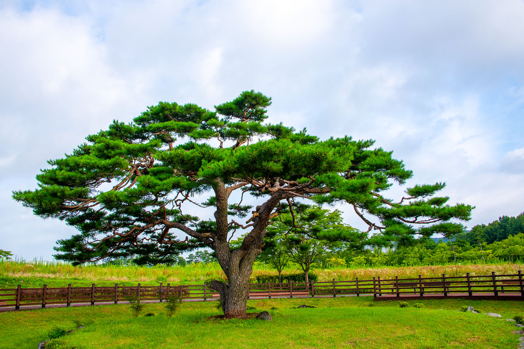 PHOTO BY  | NIKON D850 | 2024:07:28 07:05:41 | ISO-400 | 1/500 sec | f 11 | 28 mm | EV=0 | ● WIDTH:1700 pixels  HEIGHT:1133 pixels