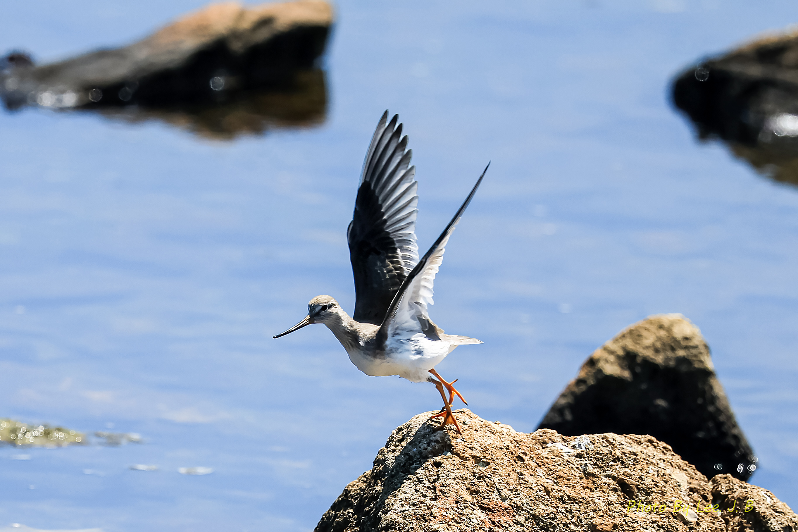 PHOTO BY  | Canon EOS R3 | 2024:08:10 11:58:52 | ISO-320 | 1/2000 sec | f 5.6 | 840 mm | EV=0 | ● WIDTH:2729 pixels  HEIGHT:1819 pixels