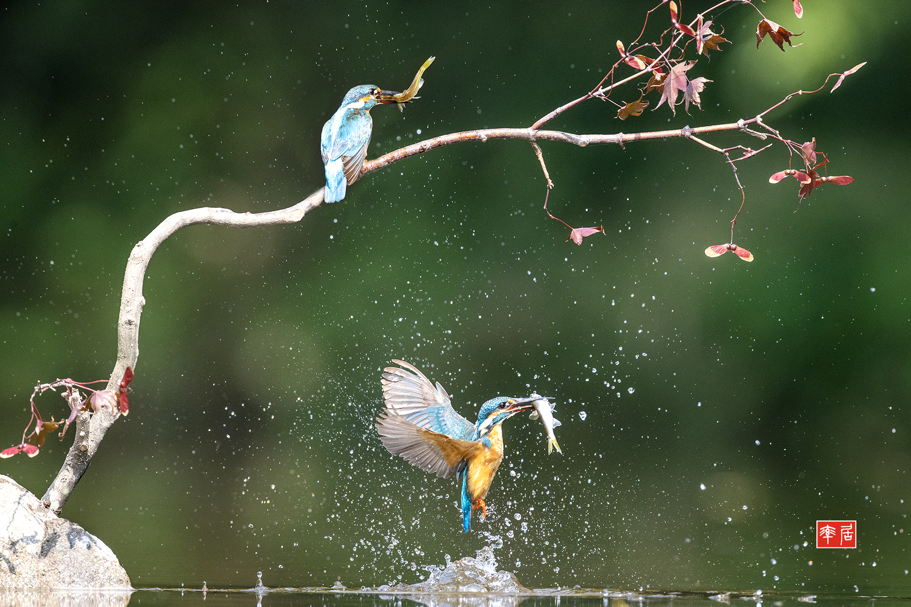 PHOTO BY changickheun | Canon EOS-1D X Mark III | 2024:08:23 14:50:14 | ISO-3200 | 1/5000 sec | f 5.6 | 600 mm | EV=0 | ● WIDTH:1800 pixels  HEIGHT:1200 pixels