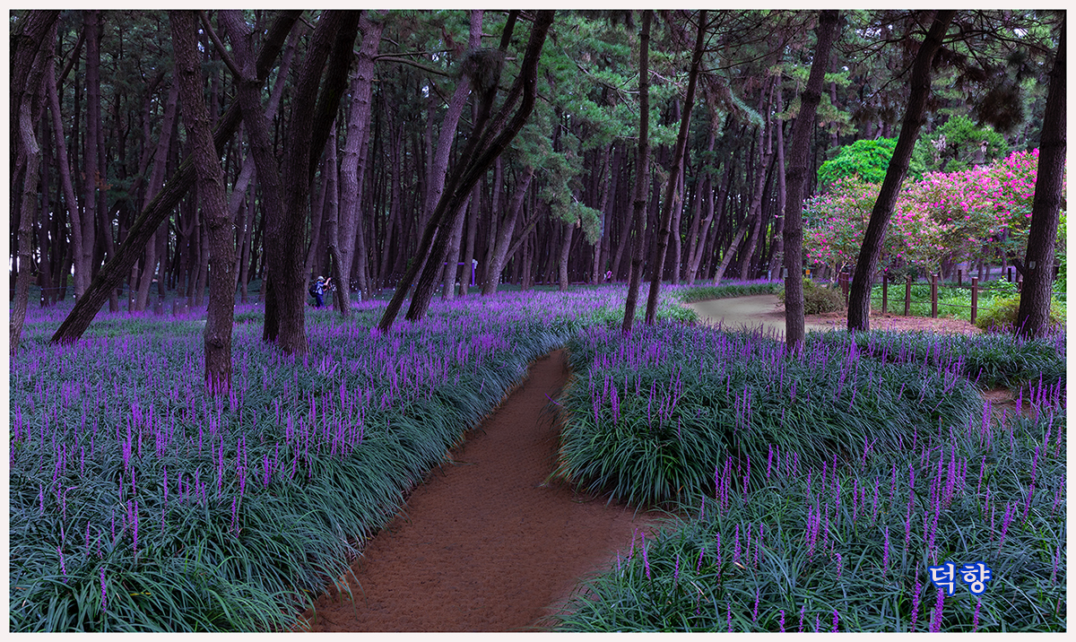 PHOTO BY SSJU | Canon EOS 5D Mark IV | 2024:08:20 18:01:30 | ISO-640 | 1/30 sec | f 8 | 35 mm | EV=0 | ● WIDTH:1200 pixels  HEIGHT:716 pixels