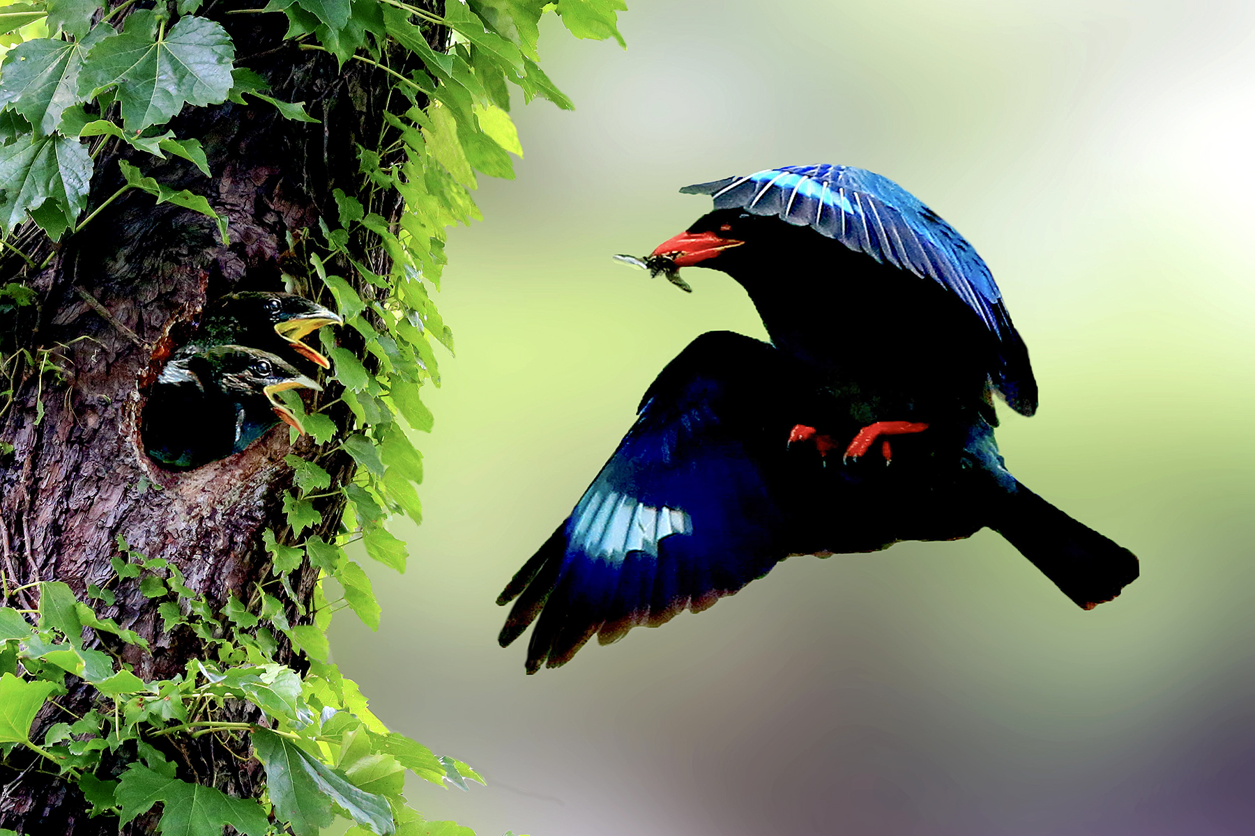 PHOTO BY ChoiJunqSeop | Canon EOS-1D X Mark II | 2024:08:14 07:25:21 | ISO-800 | 1/400 sec | f 6.3 | 300 mm | EV=0 | ● WIDTH:1800 pixels  HEIGHT:1200 pixels