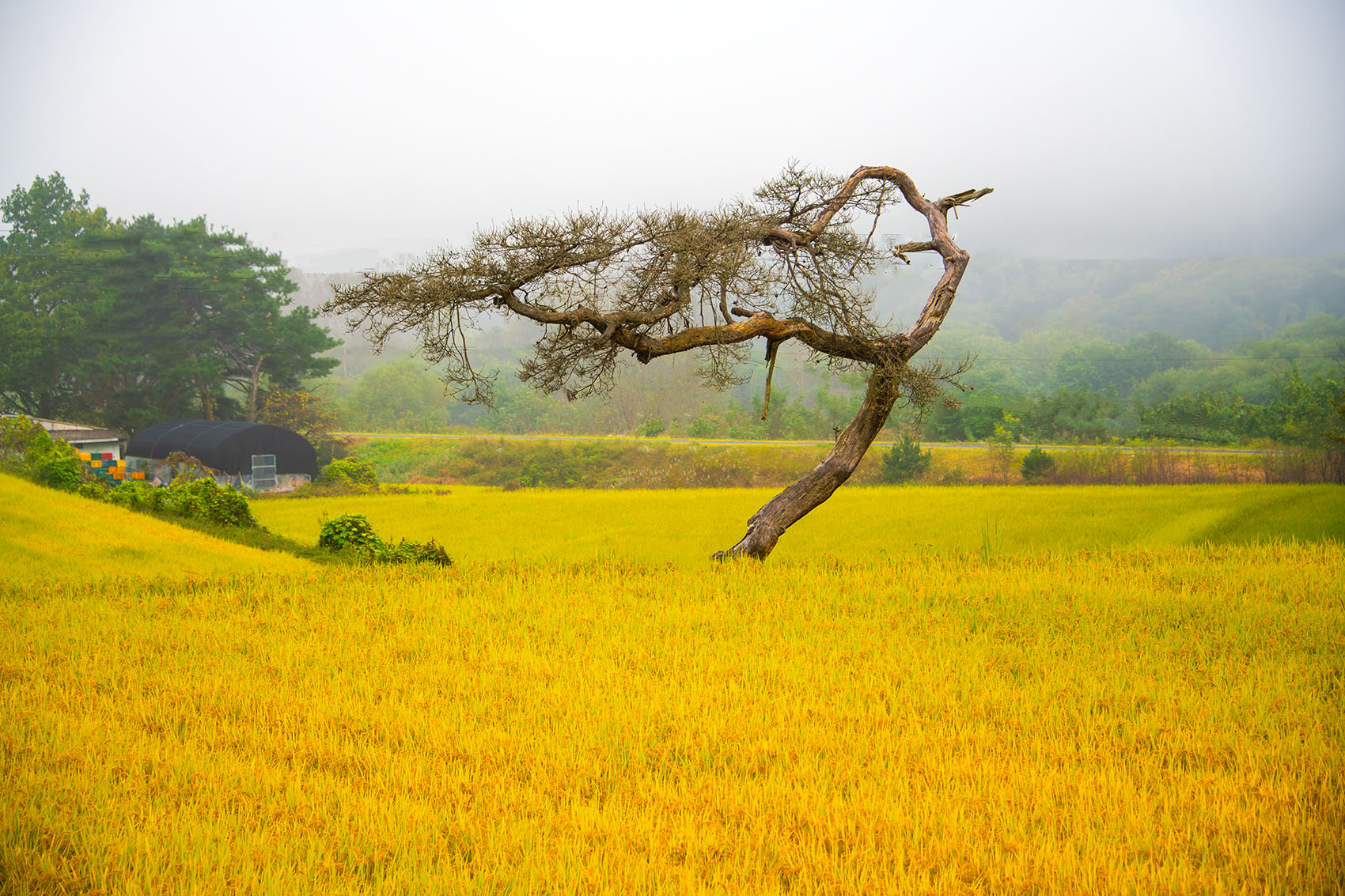 PHOTO BY  | NIKON D850 | 2023:10:07 07:38:10 | ISO-400 | 1/1000 sec | f 5.3 | 92 mm | EV=0 | ● WIDTH:1700 pixels  HEIGHT:1133 pixels