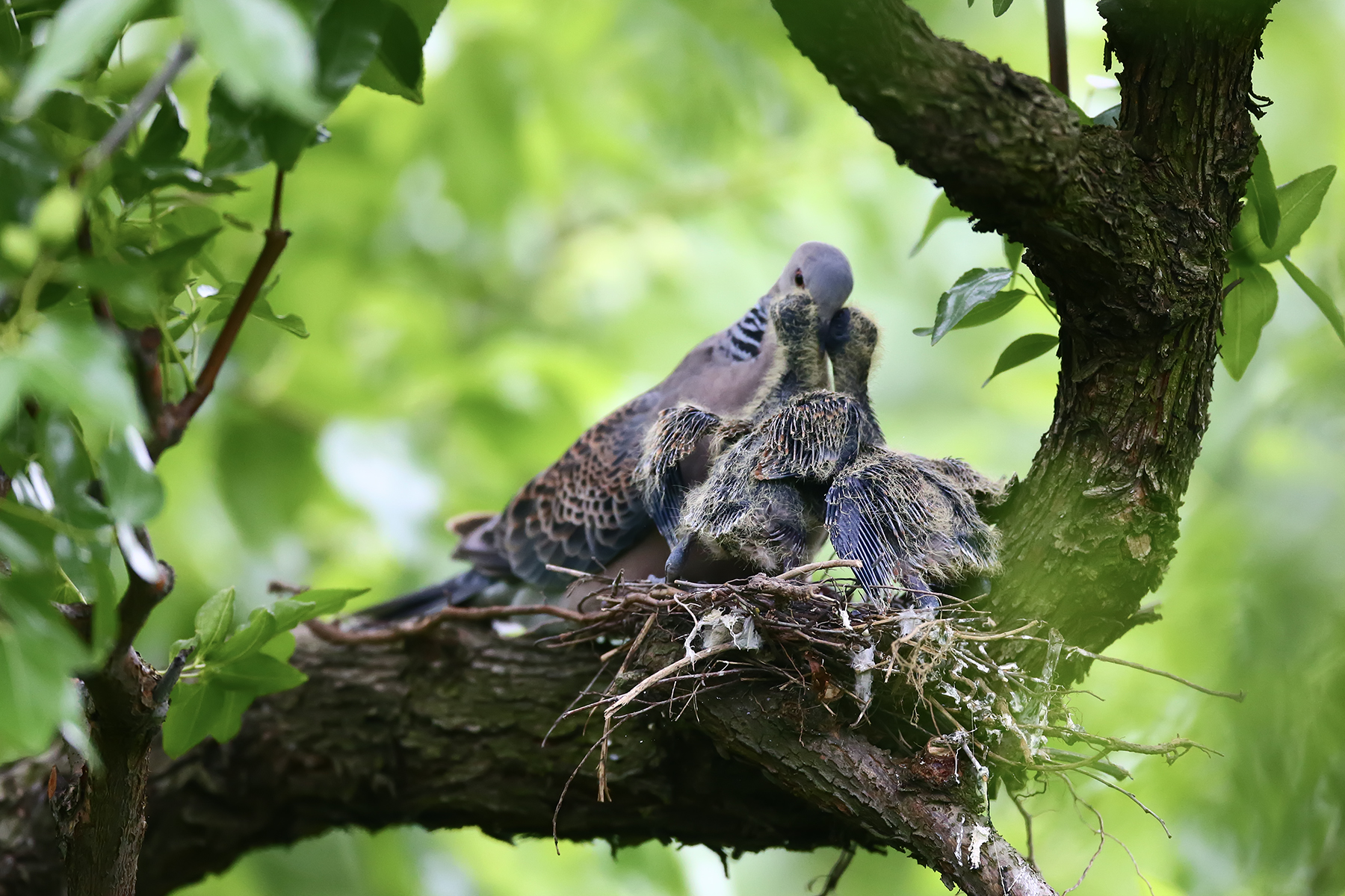 PHOTO BY ChoiJunqSeop | Canon EOS-1D X Mark II | 2024:08:30 12:26:42 | ISO-800 | 1/1600 sec | f 6.3 | 270 mm | EV=0 | ● WIDTH:1800 pixels  HEIGHT:1200 pixels