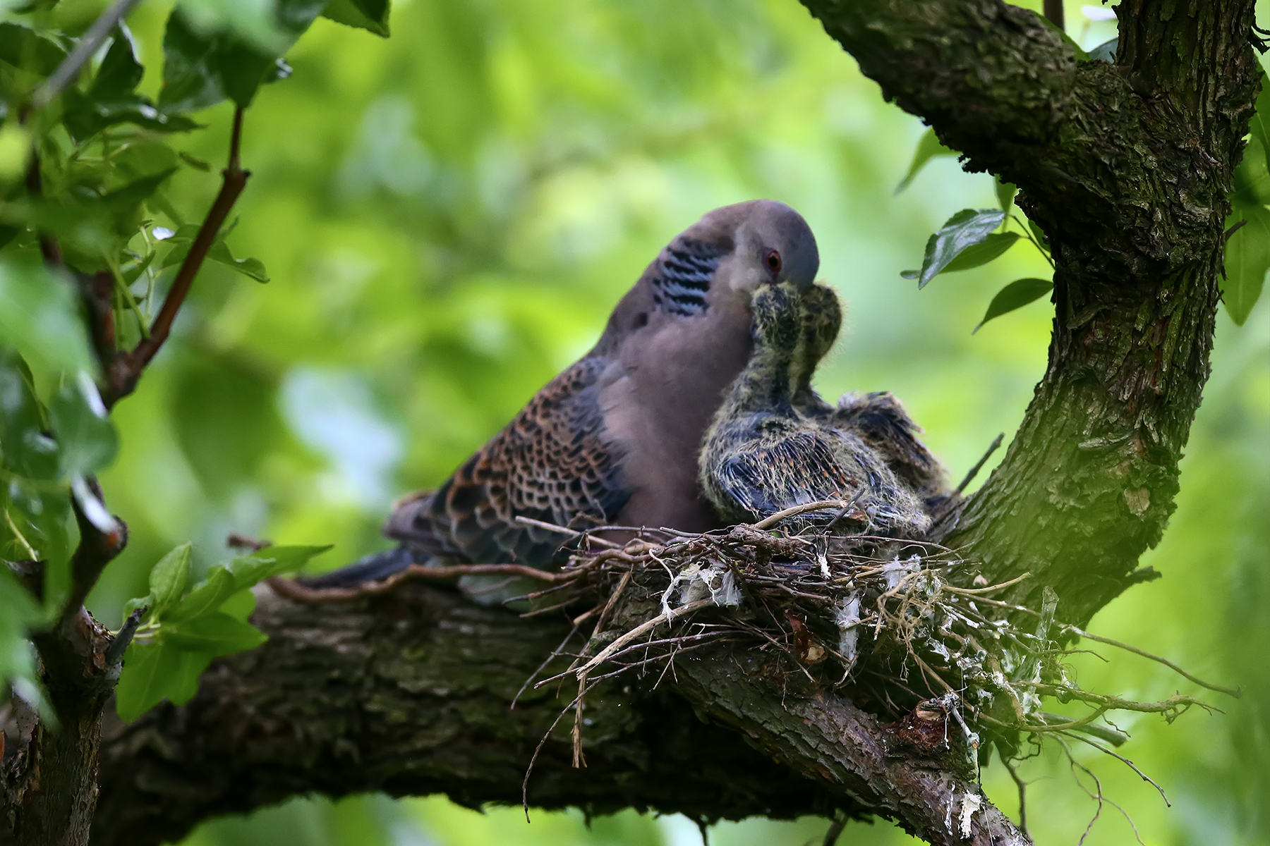 PHOTO BY ChoiJunqSeop | Canon EOS-1D X Mark II | 2024:08:30 12:26:42 | ISO-800 | 1/1600 sec | f 6.3 | 270 mm | EV=0 | ● WIDTH:1800 pixels  HEIGHT:1200 pixels