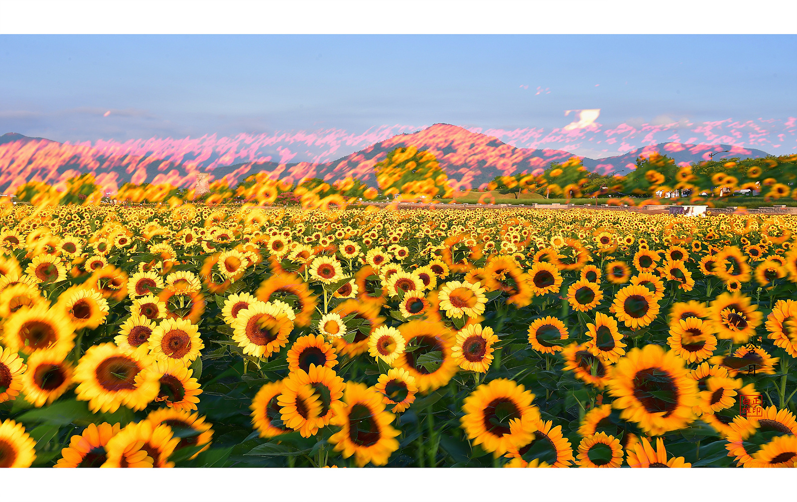 PHOTO BY  | NIKON D5 | 2024:08:13 06:36:13 | ISO-100 | 25/1000 sec | f 11 | 70 mm | EV=0 | ● WIDTH:1600 pixels  HEIGHT:1007 pixels