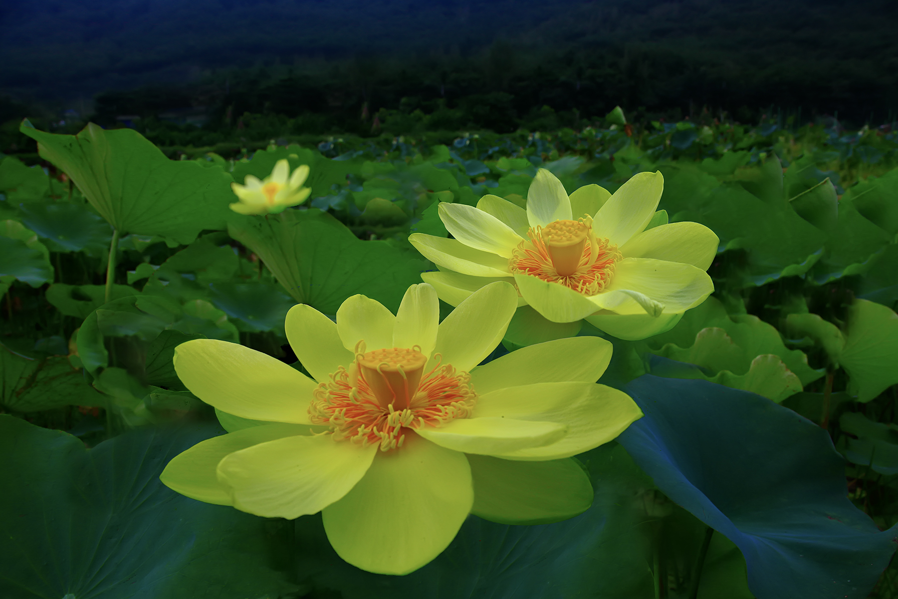 PHOTO BY ChoiJunqSeop | Canon EOS-1D X Mark II | 2024:08:30 12:26:43 | ISO-800 | 1/1600 sec | f 6.3 | 270 mm | EV=0 | ● WIDTH:1800 pixels  HEIGHT:1200 pixels