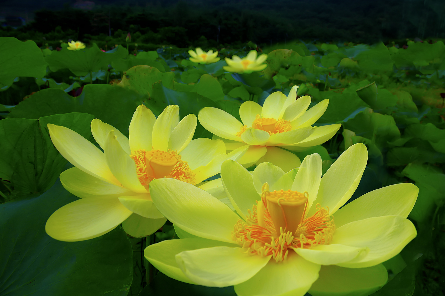 PHOTO BY ChoiJunqSeop | Canon EOS-1D X Mark II | 2024:08:30 12:26:43 | ISO-800 | 1/1600 sec | f 6.3 | 270 mm | EV=0 | ● WIDTH:1800 pixels  HEIGHT:1200 pixels