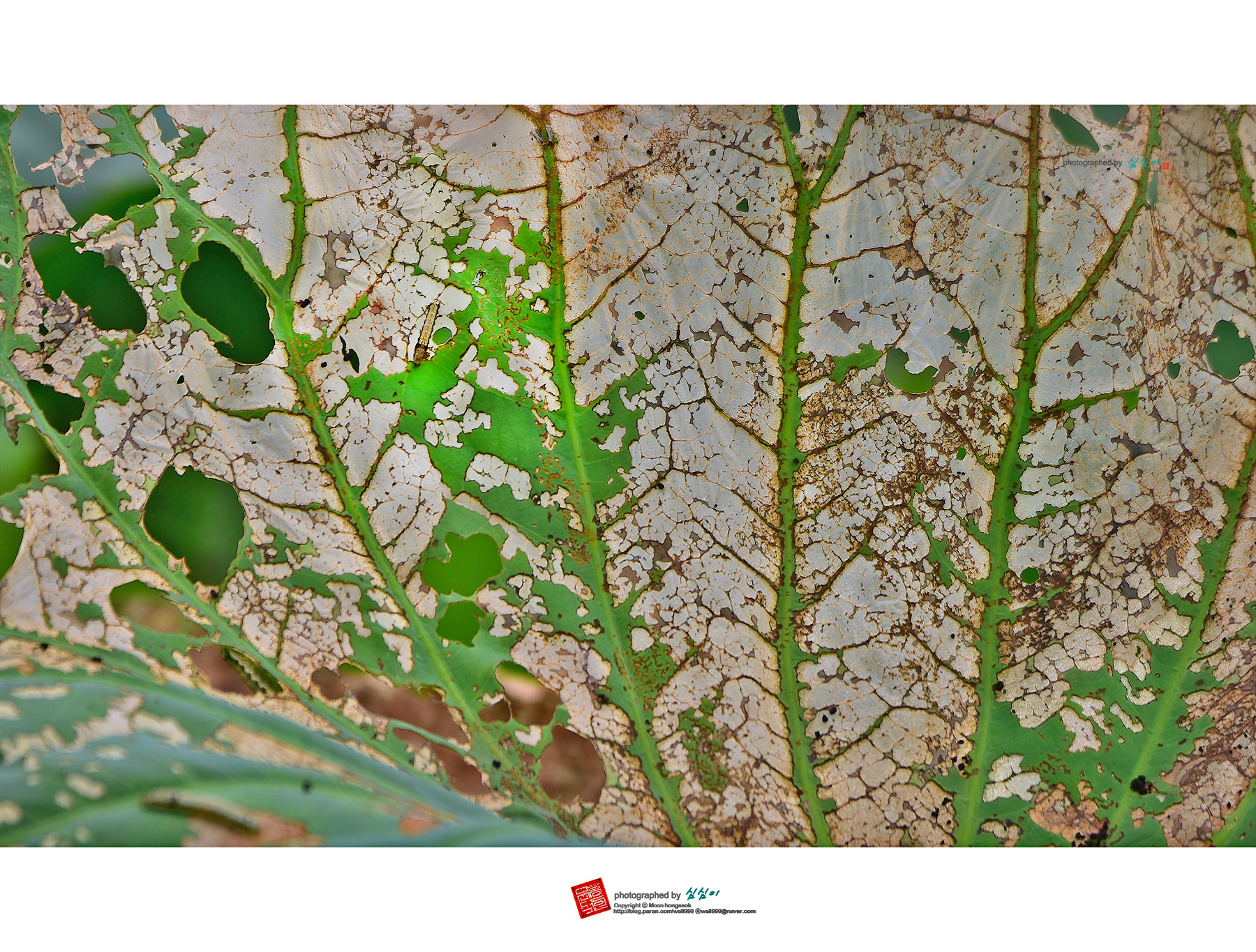 PHOTO BY Mhs | NIKON D810 | 2024:09:03 14:38:22 | ISO-80 | 1/400 sec | f 5.6 | 400 mm | EV=-0.3 | ● WIDTH:1800 pixels  HEIGHT:1365 pixels