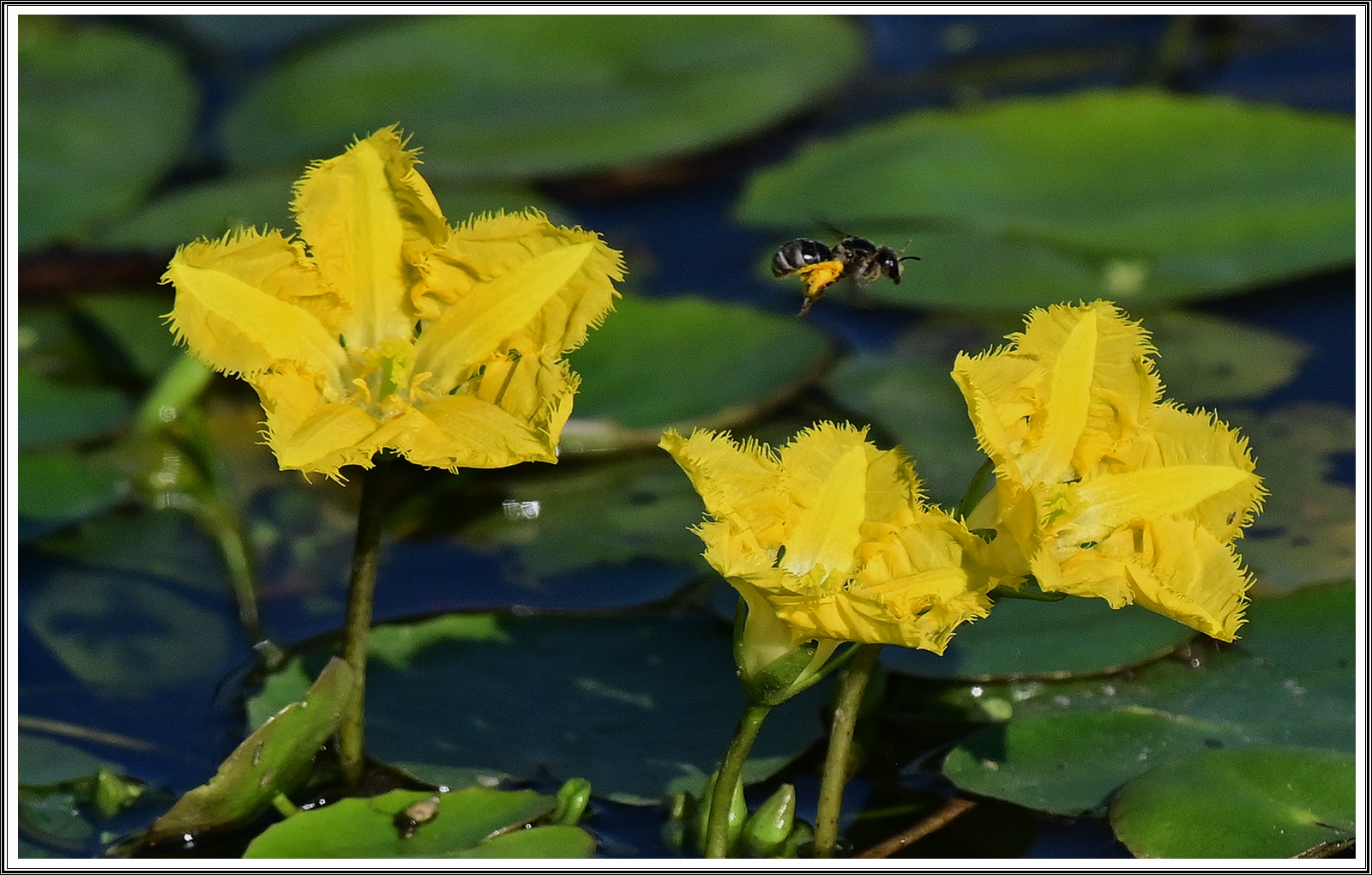 PHOTO BY  | NIKON Z 7_2 | 2024:09:04 08:30:07 | ISO-500 | 1/3200 sec | f 7.1 | 500 mm | EV=-0.7 | ● WIDTH:5408 pixels  HEIGHT:3600 pixels