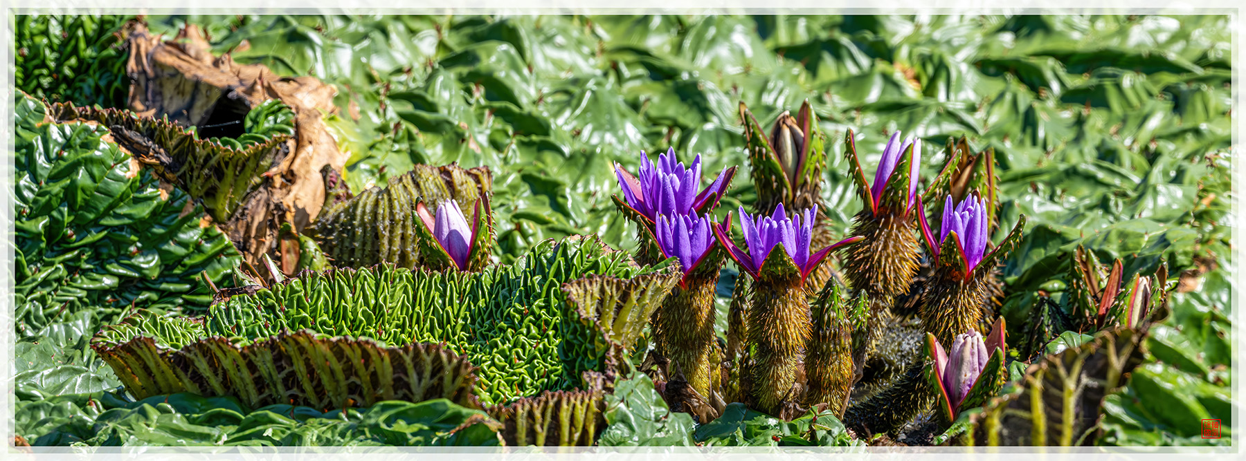 PHOTO BY  | NIKON Z 9 | 2024:09:04 10:28:57 | ISO-640 | 1/640 sec | f 13 | 600 mm | EV=1 | ● WIDTH:1800 pixels  HEIGHT:667 pixels