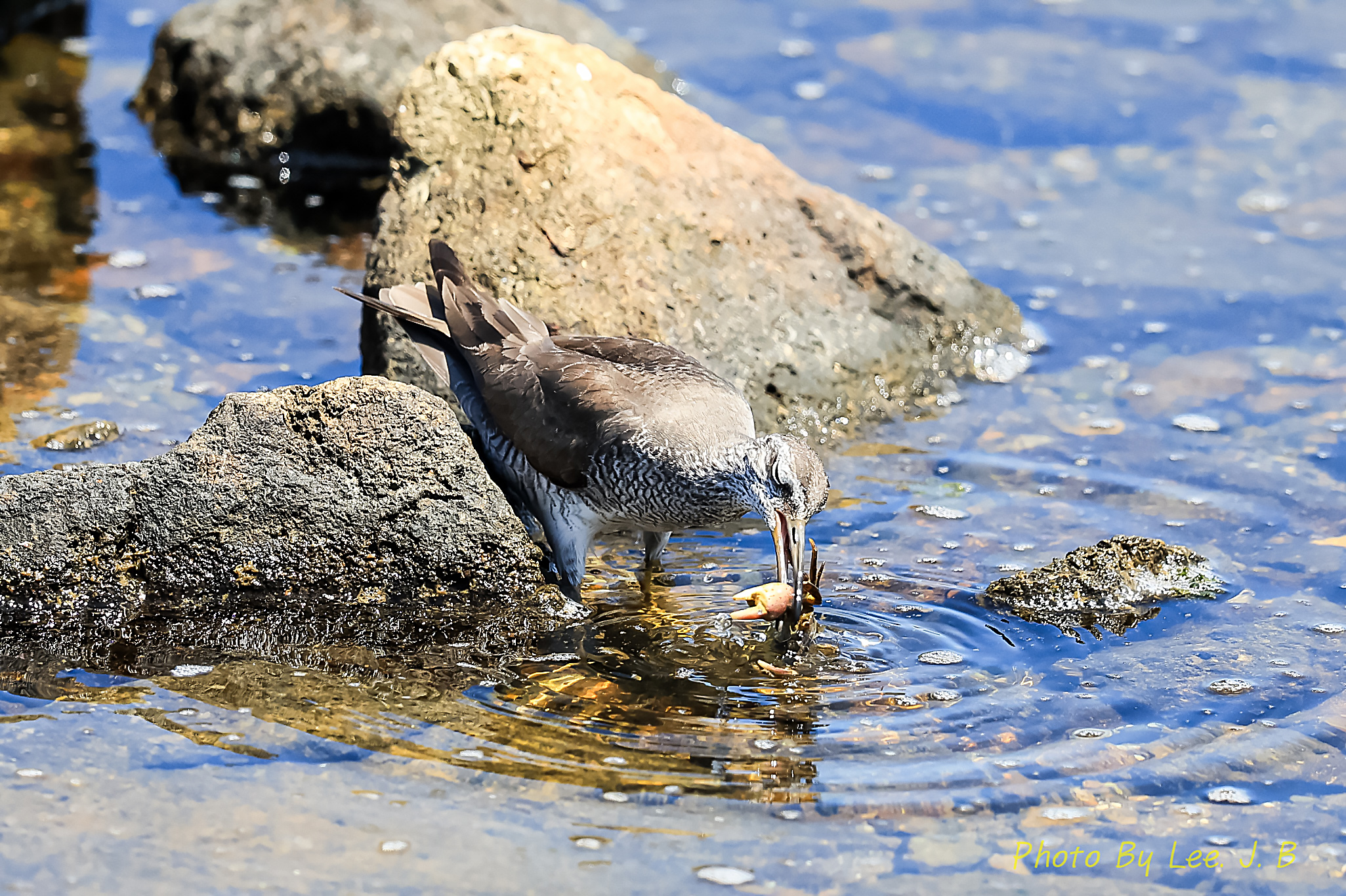 PHOTO BY  | Canon EOS R3 | 2024:08:10 12:37:23 | ISO-1250 | 1/3200 sec | f 5.6 | 840 mm | EV=0 | ● WIDTH:2051 pixels  HEIGHT:1366 pixels