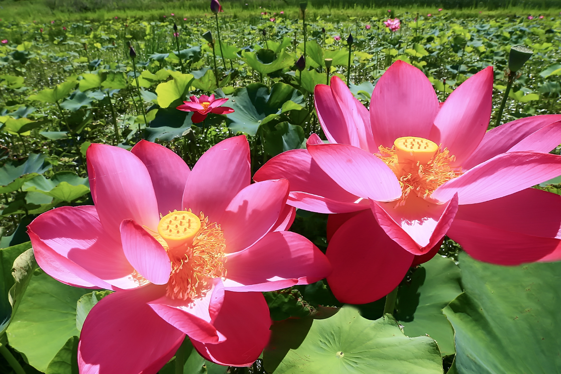 PHOTO BY ChoiJunqSeop | Canon EOS-1D X Mark II | 2024:08:30 12:26:47 | ISO-800 | 1/1600 sec | f 6.3 | 270 mm | EV=0 | ● WIDTH:1800 pixels  HEIGHT:1200 pixels