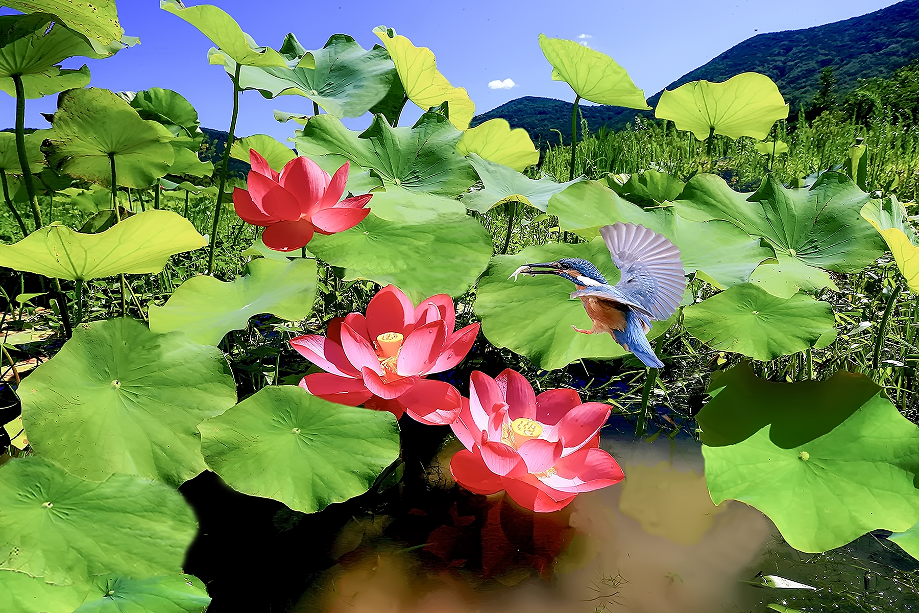 PHOTO BY ChoiJunqSeop | Canon EOS-1D X Mark II | 2024:08:30 12:26:47 | ISO-800 | 1/1600 sec | f 6.3 | 270 mm | EV=0 | ● WIDTH:1800 pixels  HEIGHT:1200 pixels