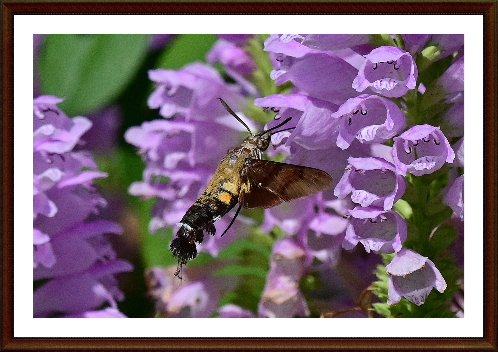 PHOTO BY  | NIKON Z 7_2 | 2024:09:03 14:19:07 | ISO-500 | 1/4000 sec | f 8 | 400 mm | EV=-0.7 | ● WIDTH:5408 pixels  HEIGHT:3600 pixels