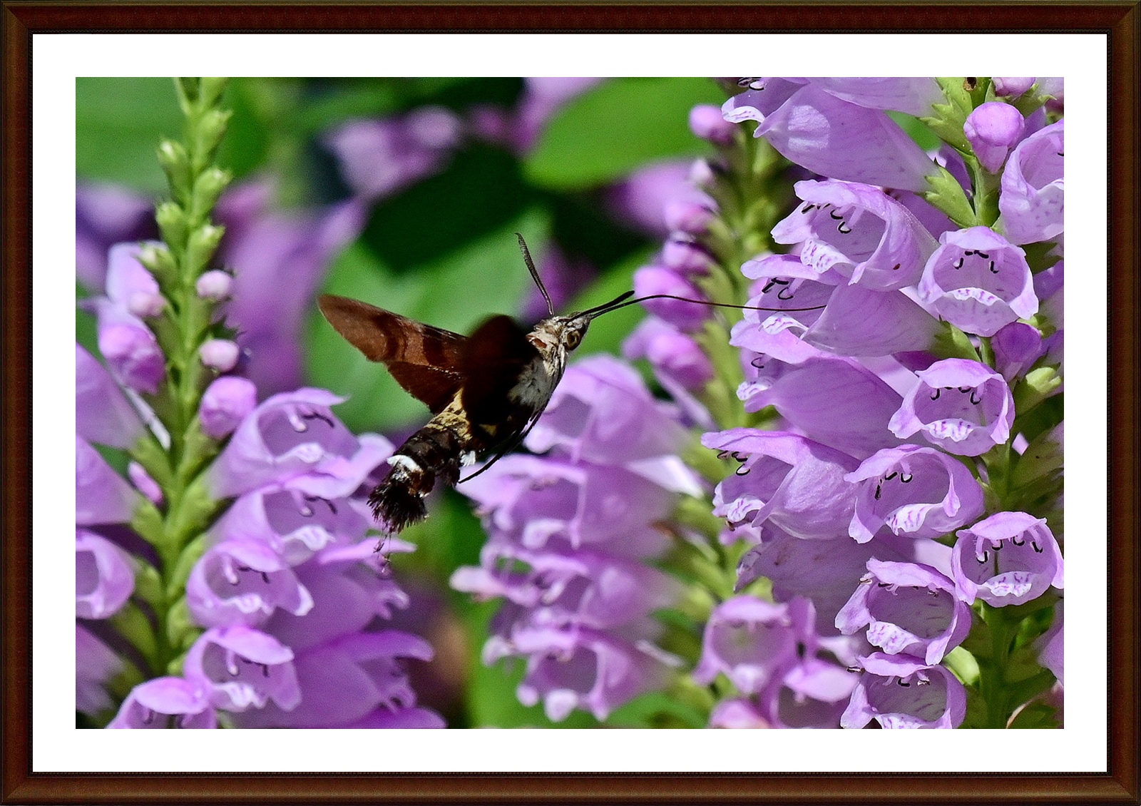 PHOTO BY  | NIKON Z 7_2 | 2024:09:03 14:19:08 | ISO-500 | 1/4000 sec | f 8 | 400 mm | EV=-0.7 | ● WIDTH:5408 pixels  HEIGHT:3600 pixels