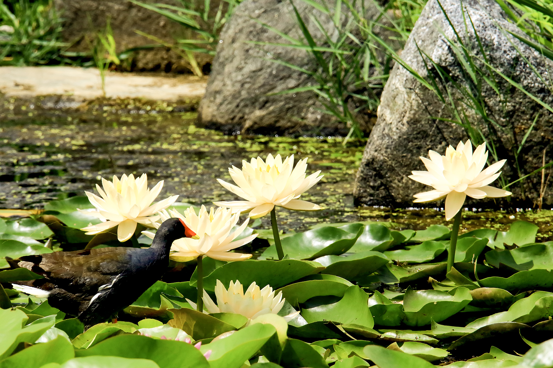 PHOTO BY ChoiJunqSeop | Canon EOS-1D X Mark II | 2024:08:30 12:26:47 | ISO-800 | 1/1600 sec | f 6.3 | 270 mm | EV=0 | ● WIDTH:1800 pixels  HEIGHT:1200 pixels