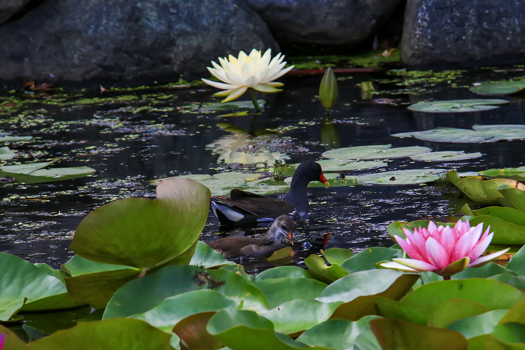 PHOTO BY ChoiJunqSeop | Canon EOS-1D X Mark II | 2024:08:30 12:26:47 | ISO-800 | 1/1600 sec | f 6.3 | 270 mm | EV=0 | ● WIDTH:1800 pixels  HEIGHT:1200 pixels