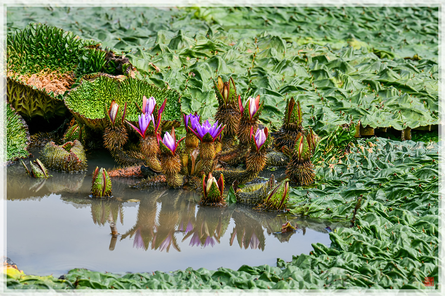 PHOTO BY  | NIKON D850 | 2024:09:06 10:34:39 | ISO-1000 | 1/800 sec | f 13 | 340 mm | EV=-0.3 | ● WIDTH:1500 pixels  HEIGHT:1000 pixels