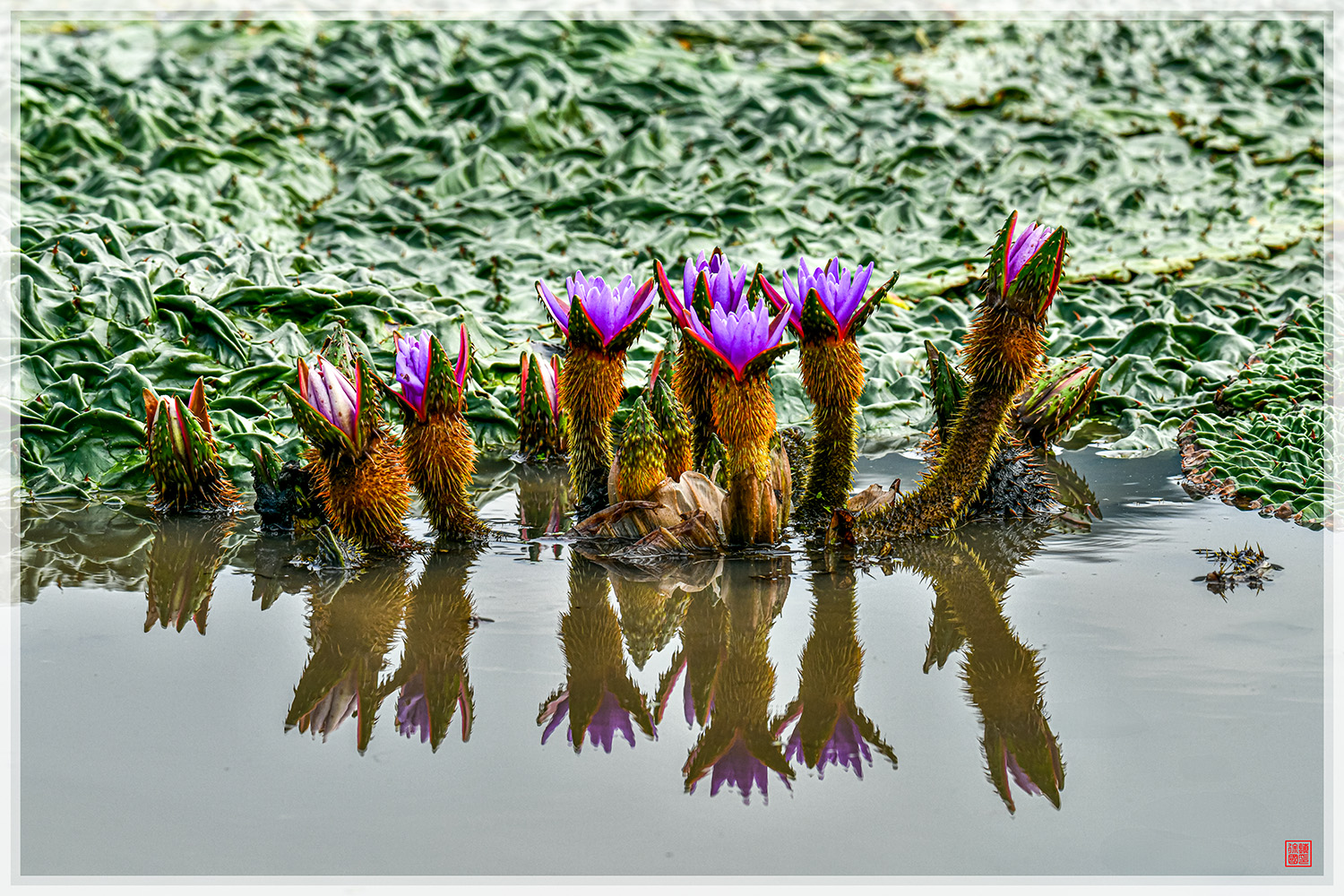 PHOTO BY  | NIKON D850 | 2024:09:06 10:26:10 | ISO-1000 | 1/1000 sec | f 13 | 270 mm | EV=0 | ● WIDTH:1500 pixels  HEIGHT:1000 pixels